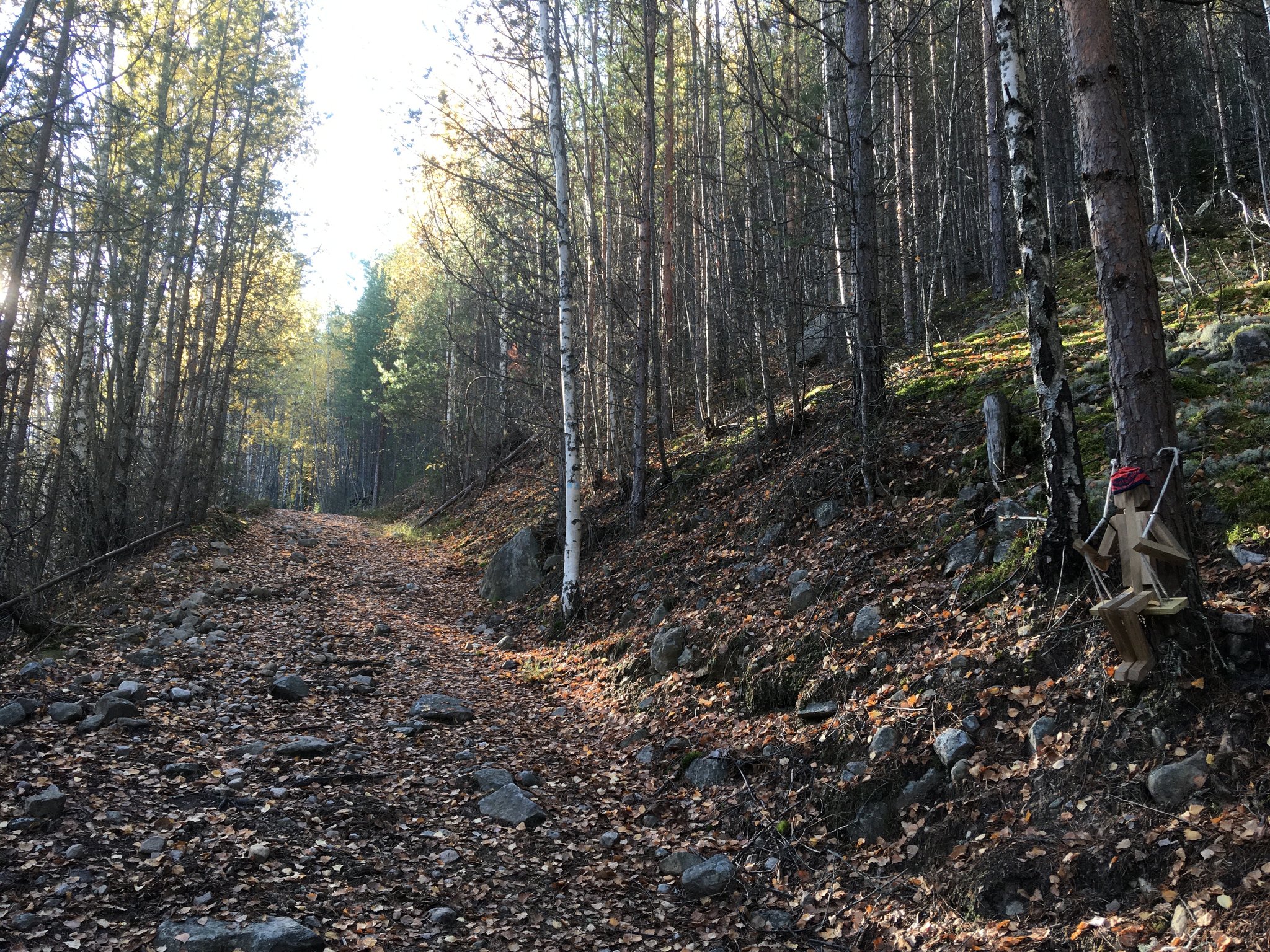 skogsvei nedover mot Sandviken Camping