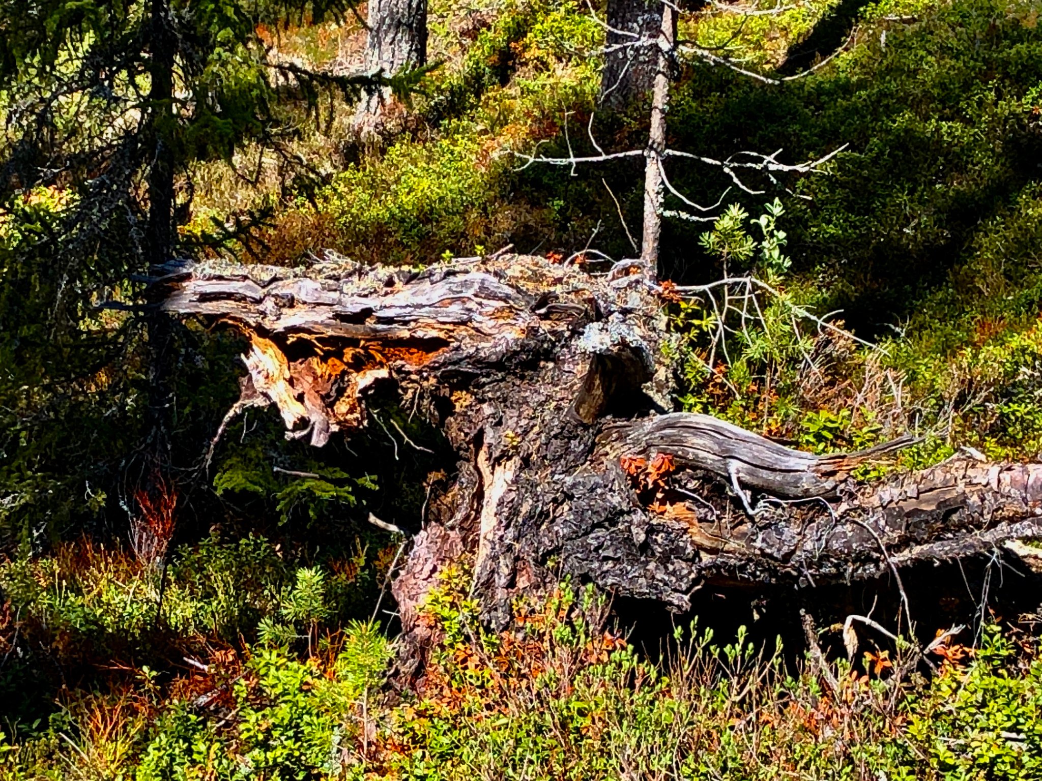keine  Gefahr geht von dem Kauz aus