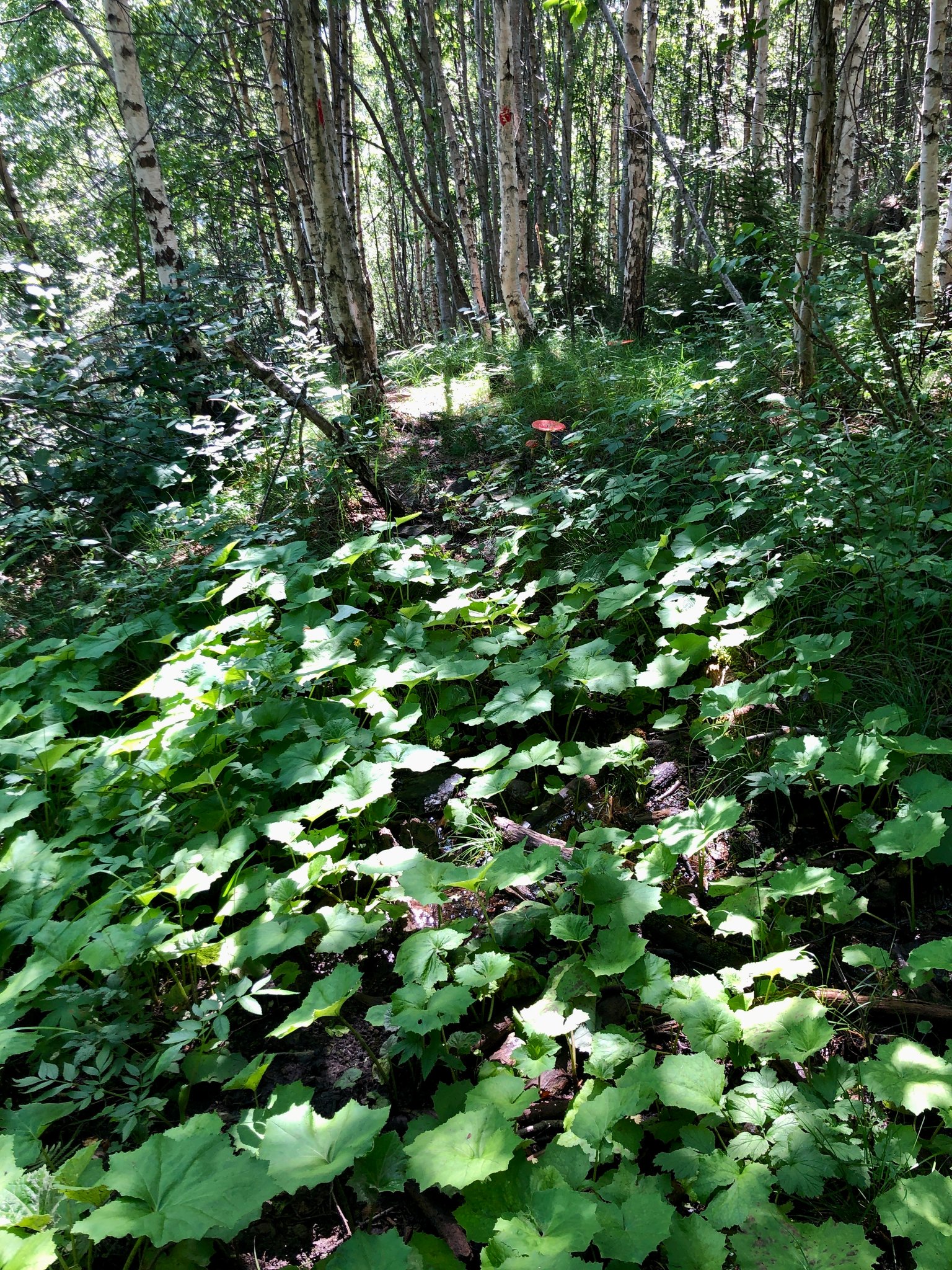 seit bergab immer etwas auf der Hut man kann leicht rutschen oder falsch treten da der Untergrund sehr uneben und nicht immer sichtbar ist