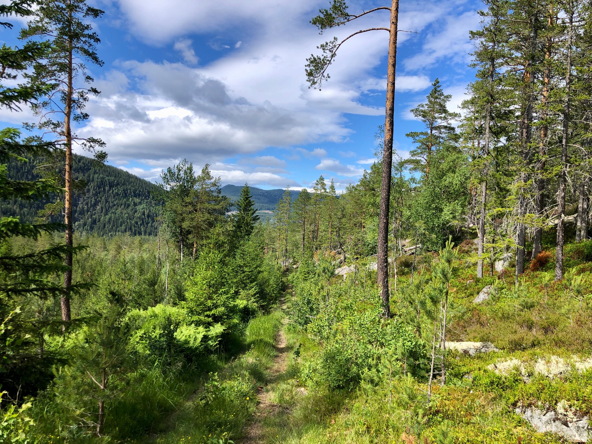 noen ganger åpner skogen og tilbyr vakker utsikt