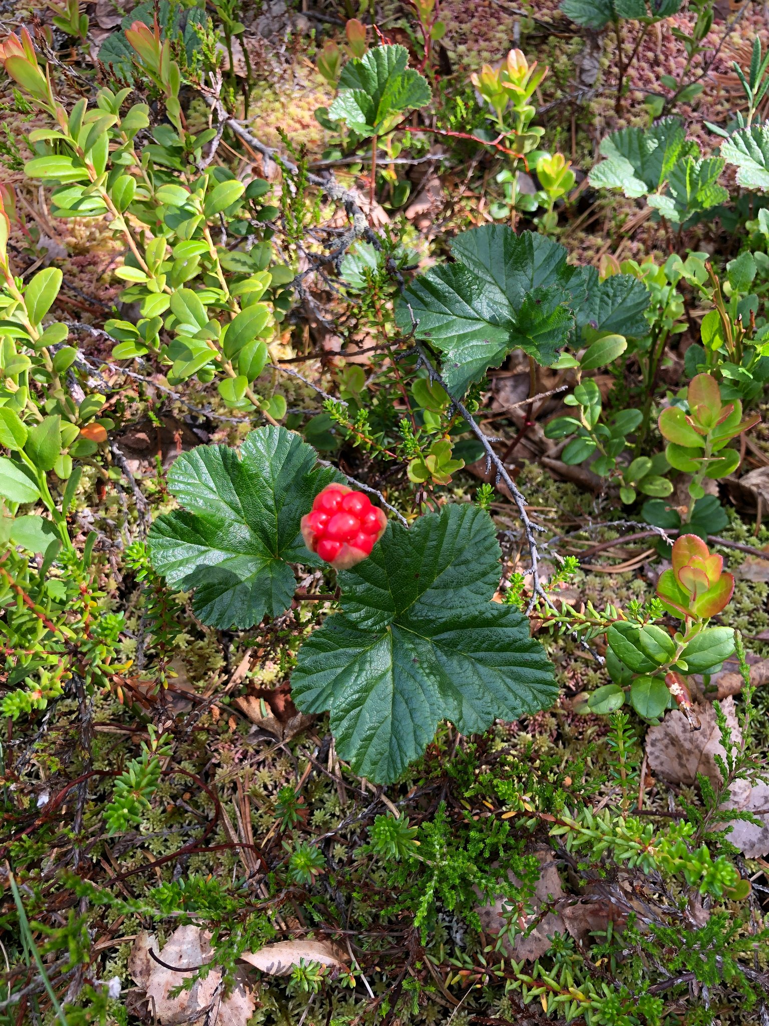 Dies sind Molter, das Gold Norwegens, reif wenn sie gelb sind ;-)