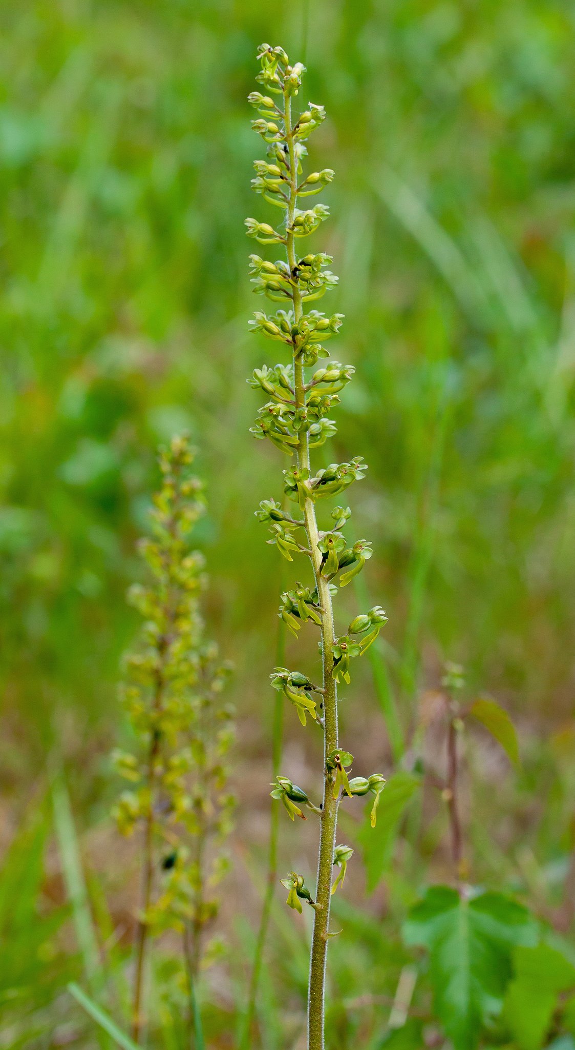 Weiße Waldhyazinthe   Foto: Dr. Renate Lehminger-Mertens