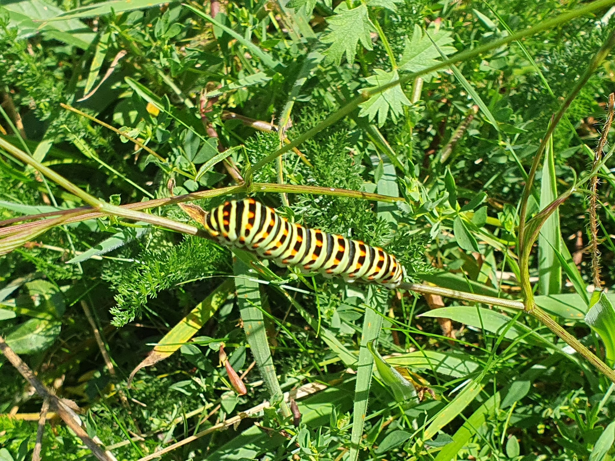 Bereits jetzt kann man zur richtigen Jahreszeit tolle Arten dort finden, wie diese Raupe vom Schwalbenschwanz im August 2024.
