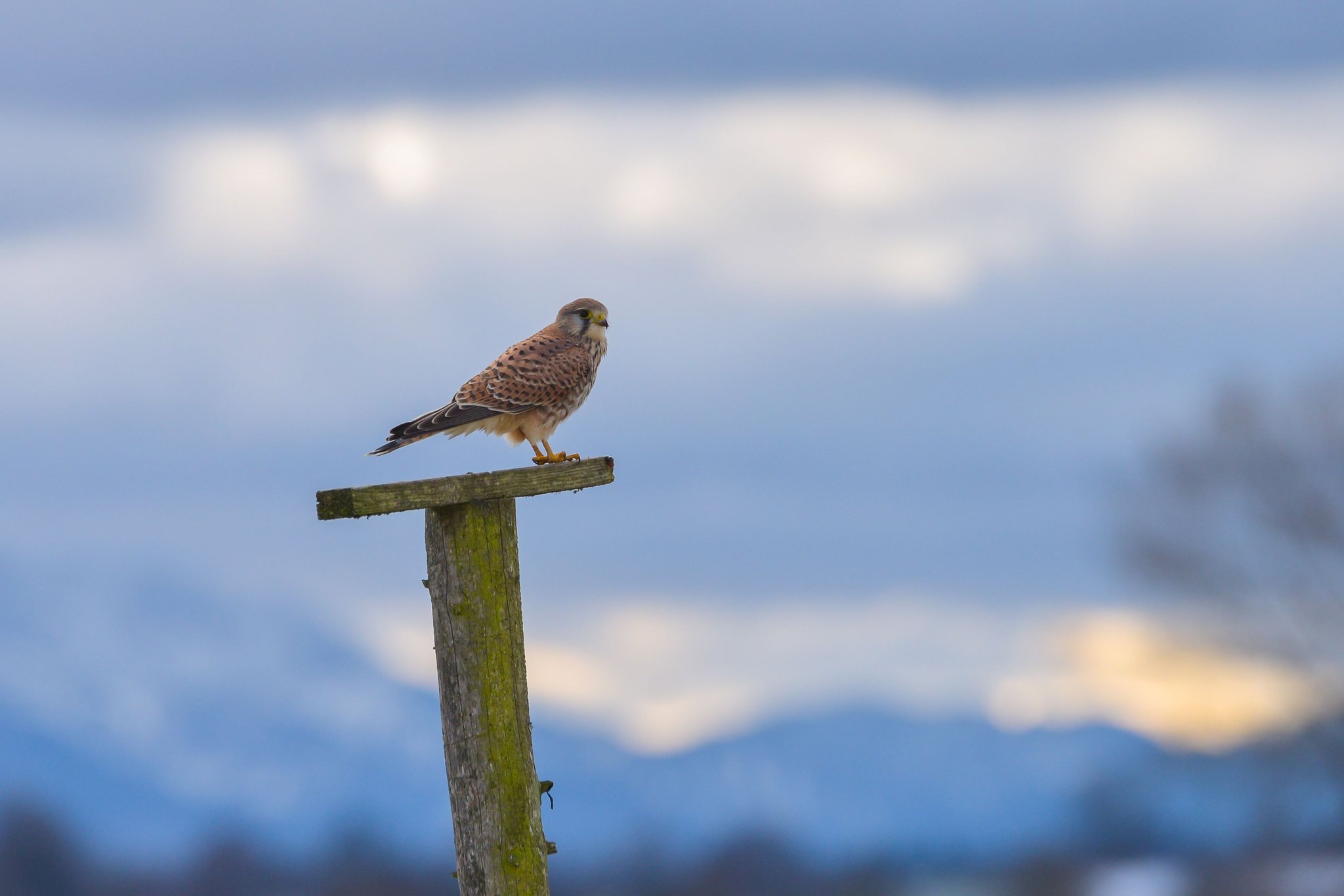 23.Dezember 2024: Turmfalke © J.Gühring