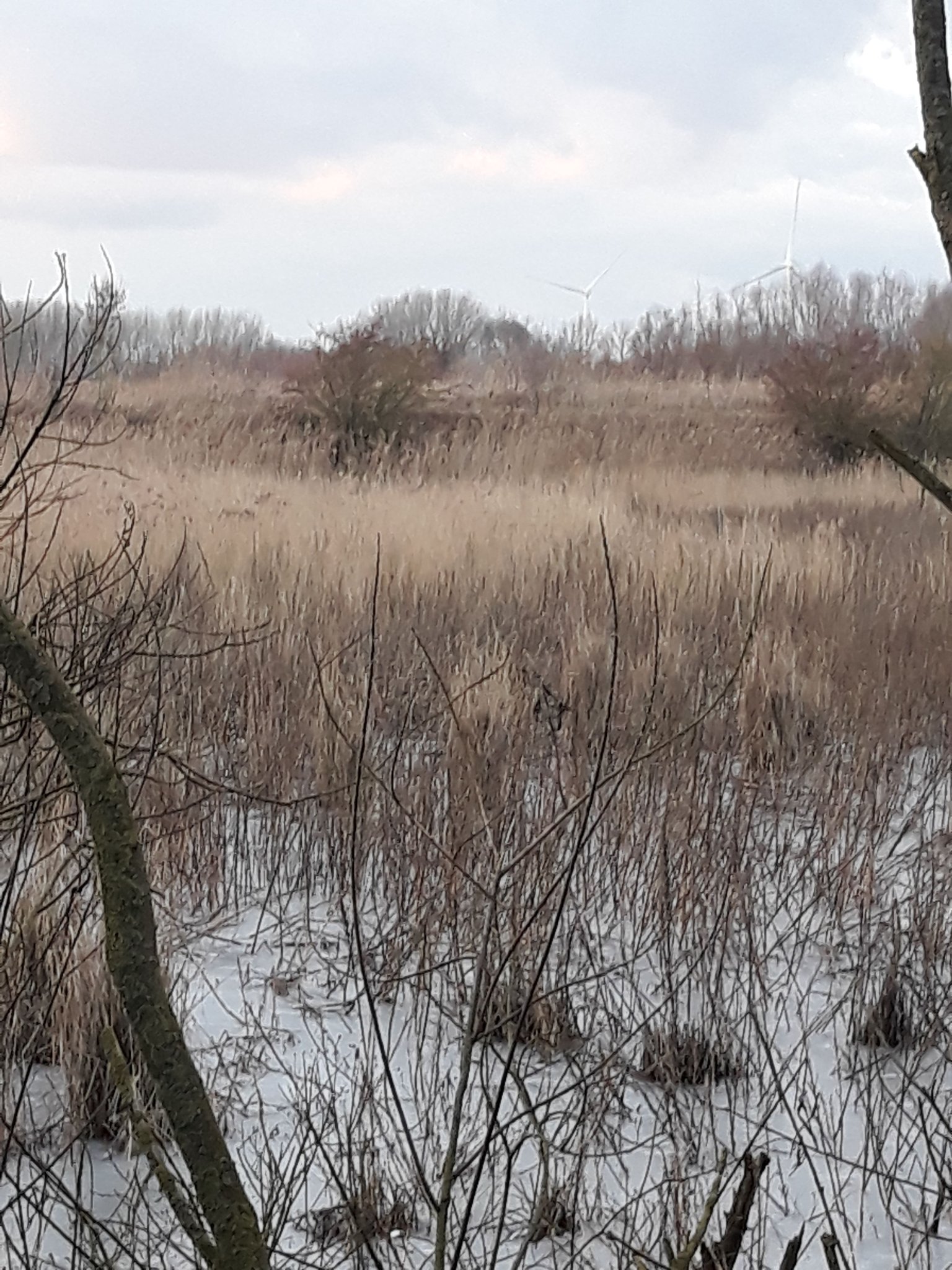© D.Sepulchre Blog Gîte de La Buissière, les promenades, la réserve naturelle du Haut-Geer