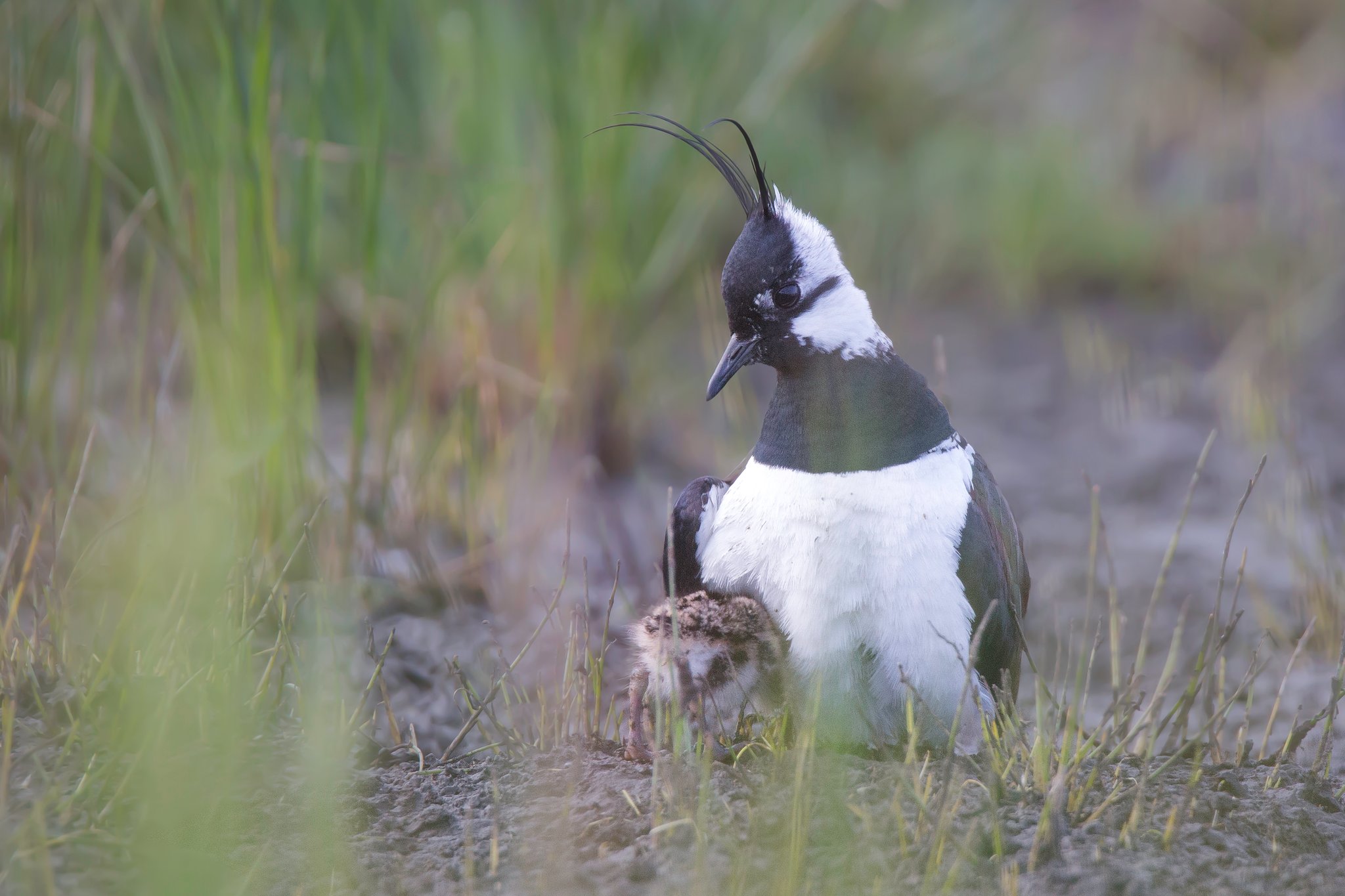 Kiebitz mit Jungvogel auf einer Wiese. Sie gelten als stark gefährdet. Foto Gunther Zieger LBV-Bildarchiv 