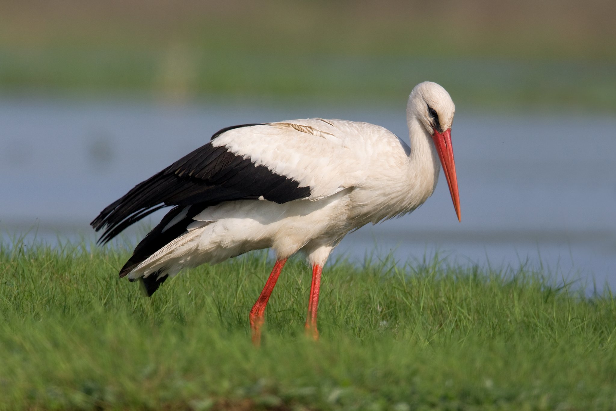 Weißstörche schreiten in aller Ruhe auf der Suche nach Futter über unsere Wiesen. Foto Frank Derer LBV-Bildarchiv 