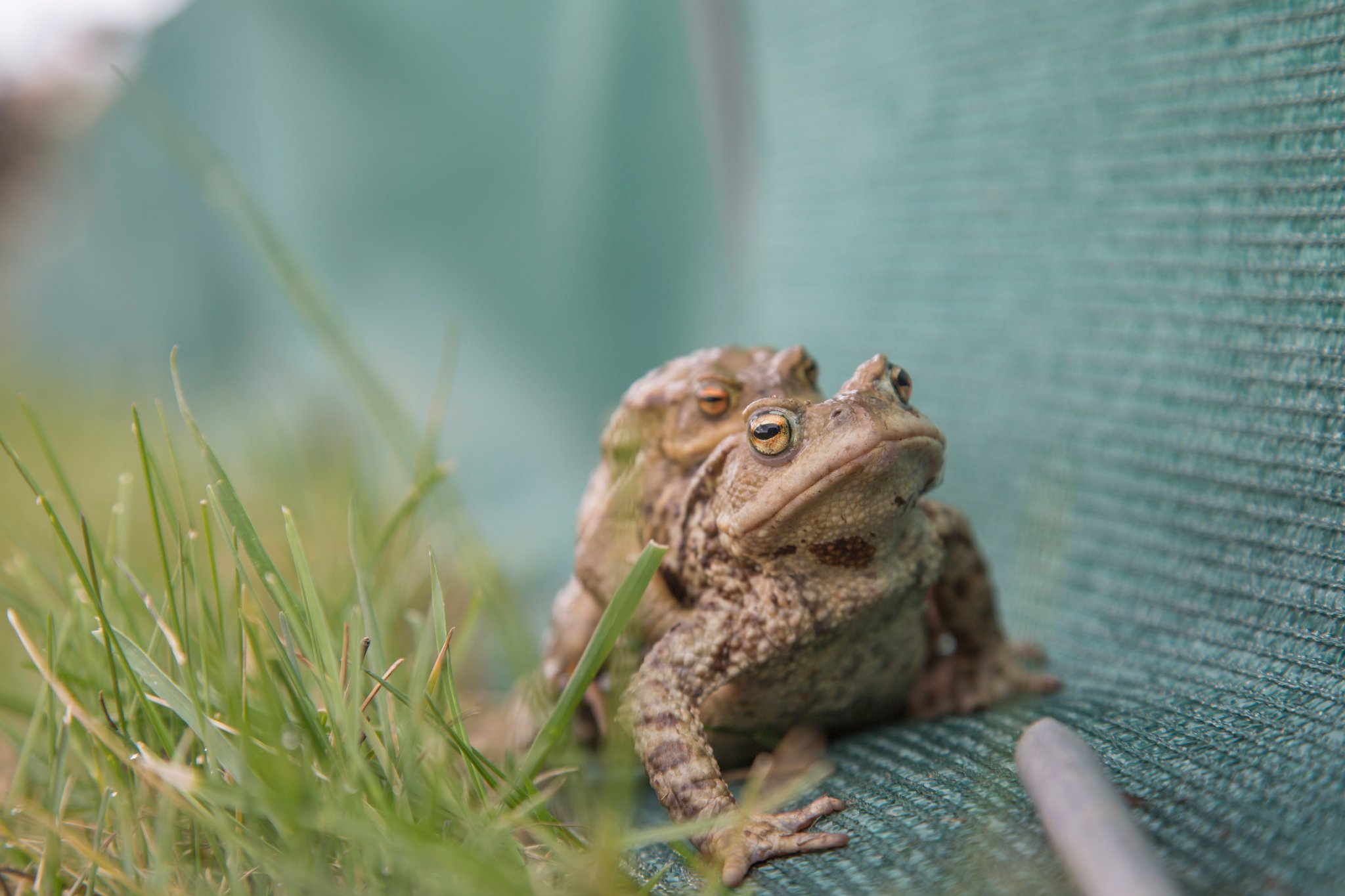 Nicht selten finden sich die Erdkrötenpaare schon auf dem Weg zum Laichgewässer. Foto Ralph Sturm LBV-Bildarchiv 