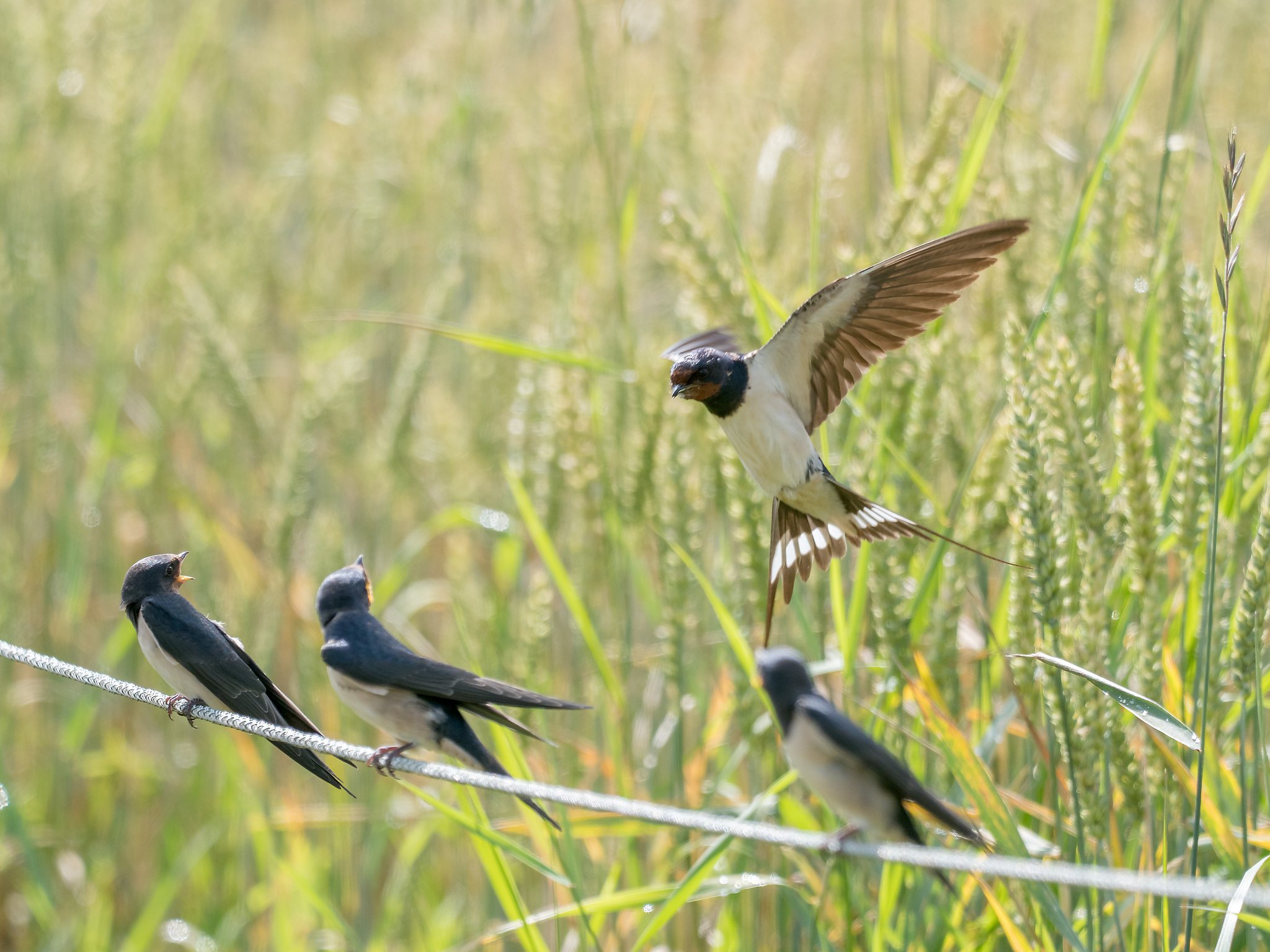 Rauchschwalben sind gern gesellig. Foto Oliver Wittig LBV-Bildarchiv