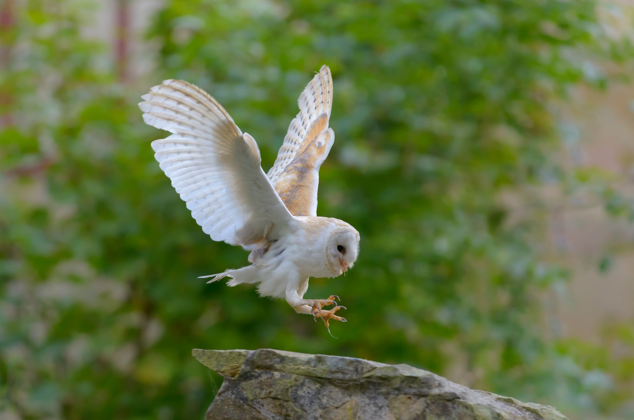 Schleiereulen sind lautlose Jäger in unseren Wäldern und Fluren. Foto Christoph Bosch LBV-Bildarchiv