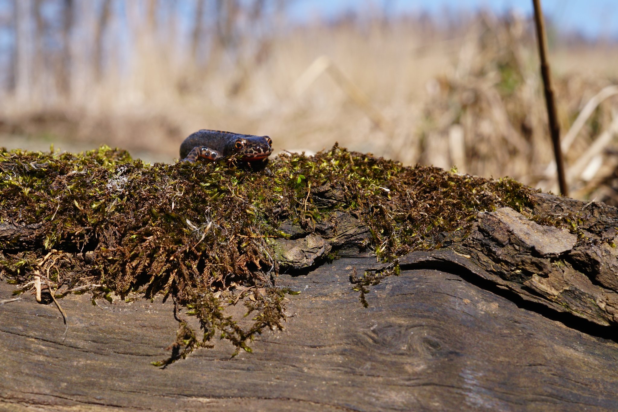 Ein Bergmolch wird auch immer wieder gefunden. Foto Sonja Dölfel