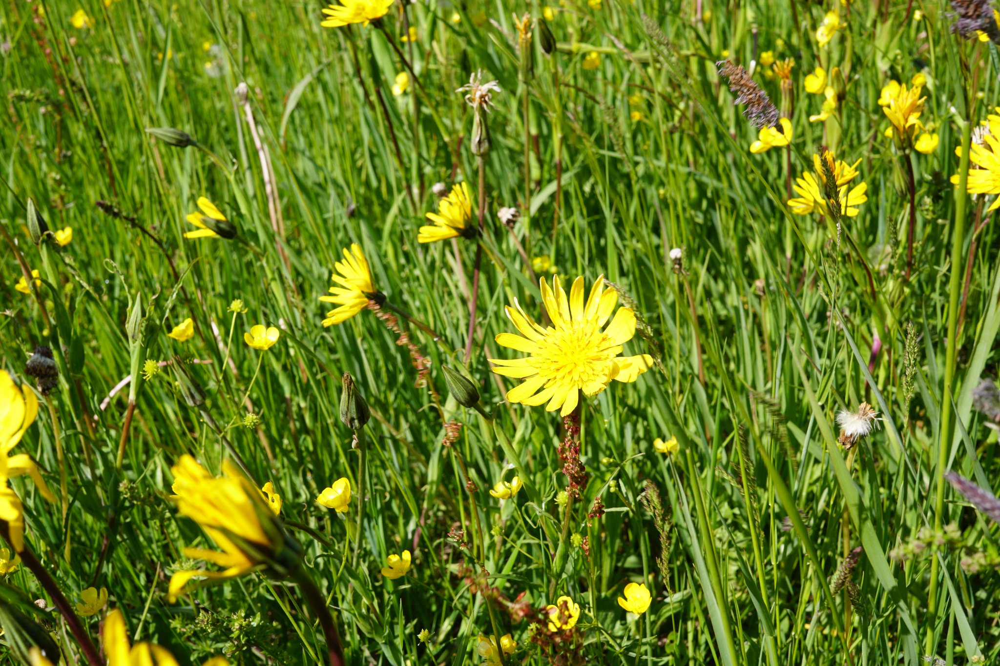 Der Wiesenbocksbart fühlt sich hier wohl. (Foto Sonja Döflel)