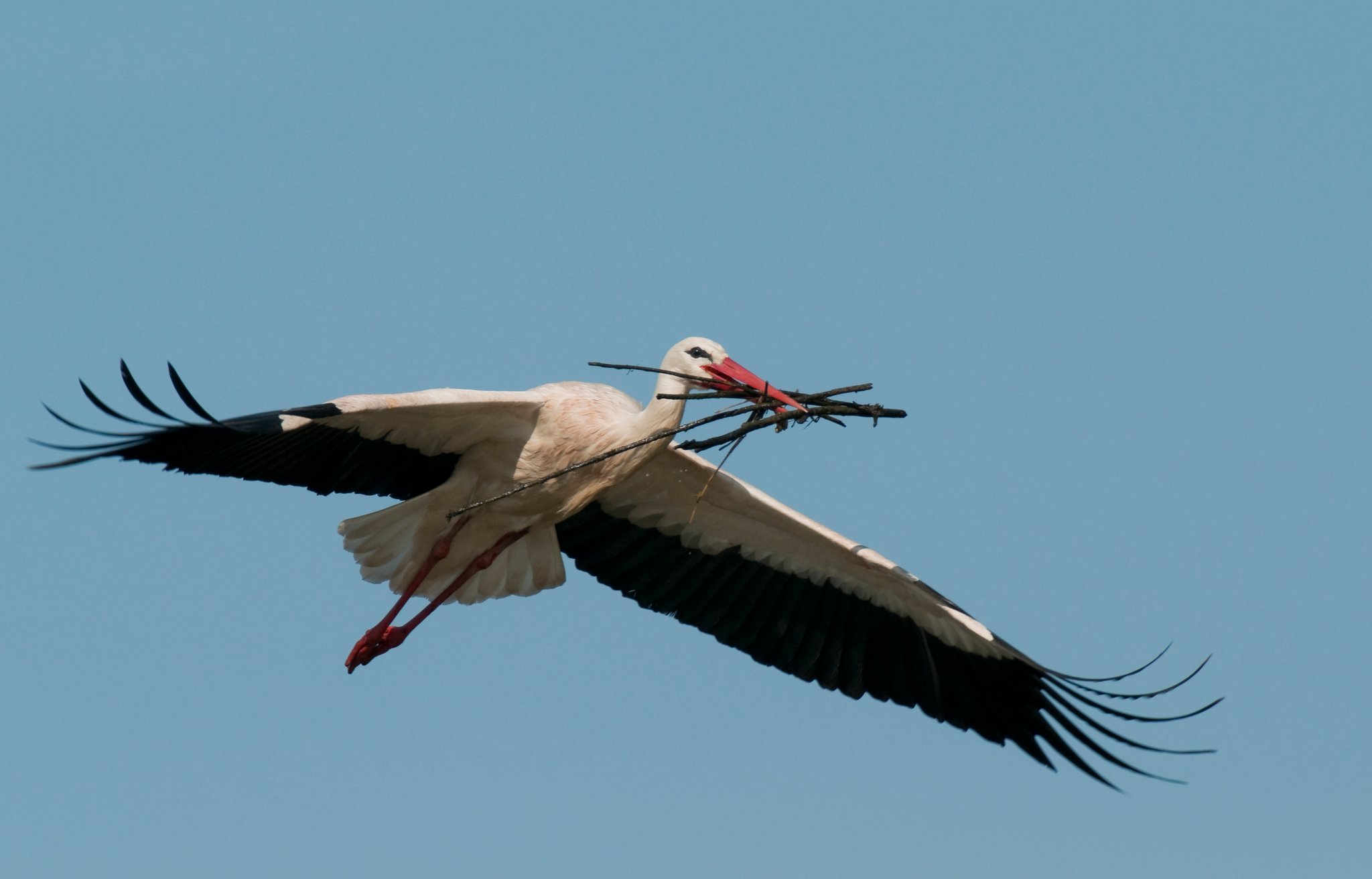 Das große Nest des Weißstorches braucht viel Material. Foto  Christoph Bosch LBV-Bildarchiv