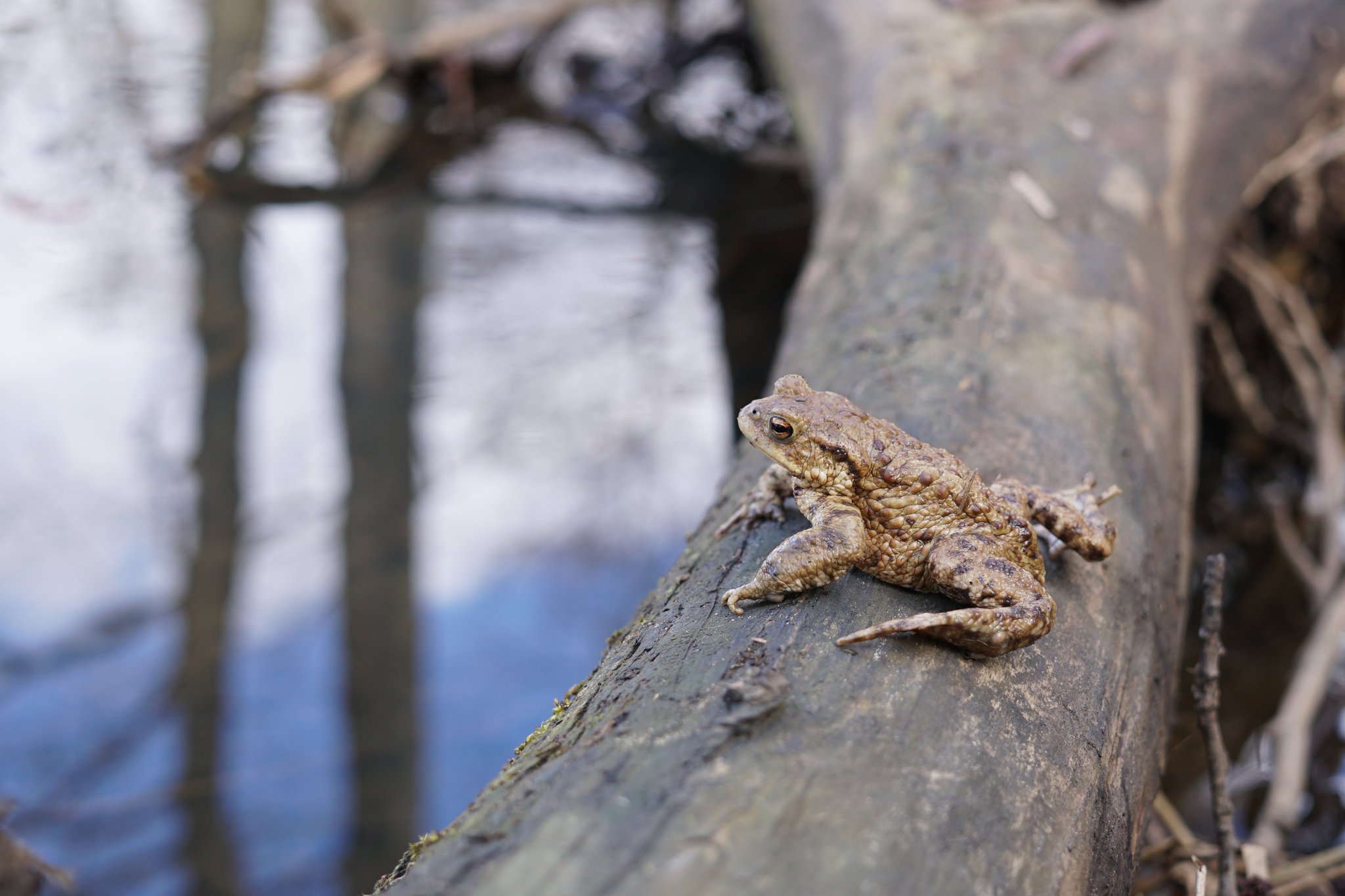 Eine Erdkröte auf dem Weg zum Laichgewässer. Foto Sonja Dölfel