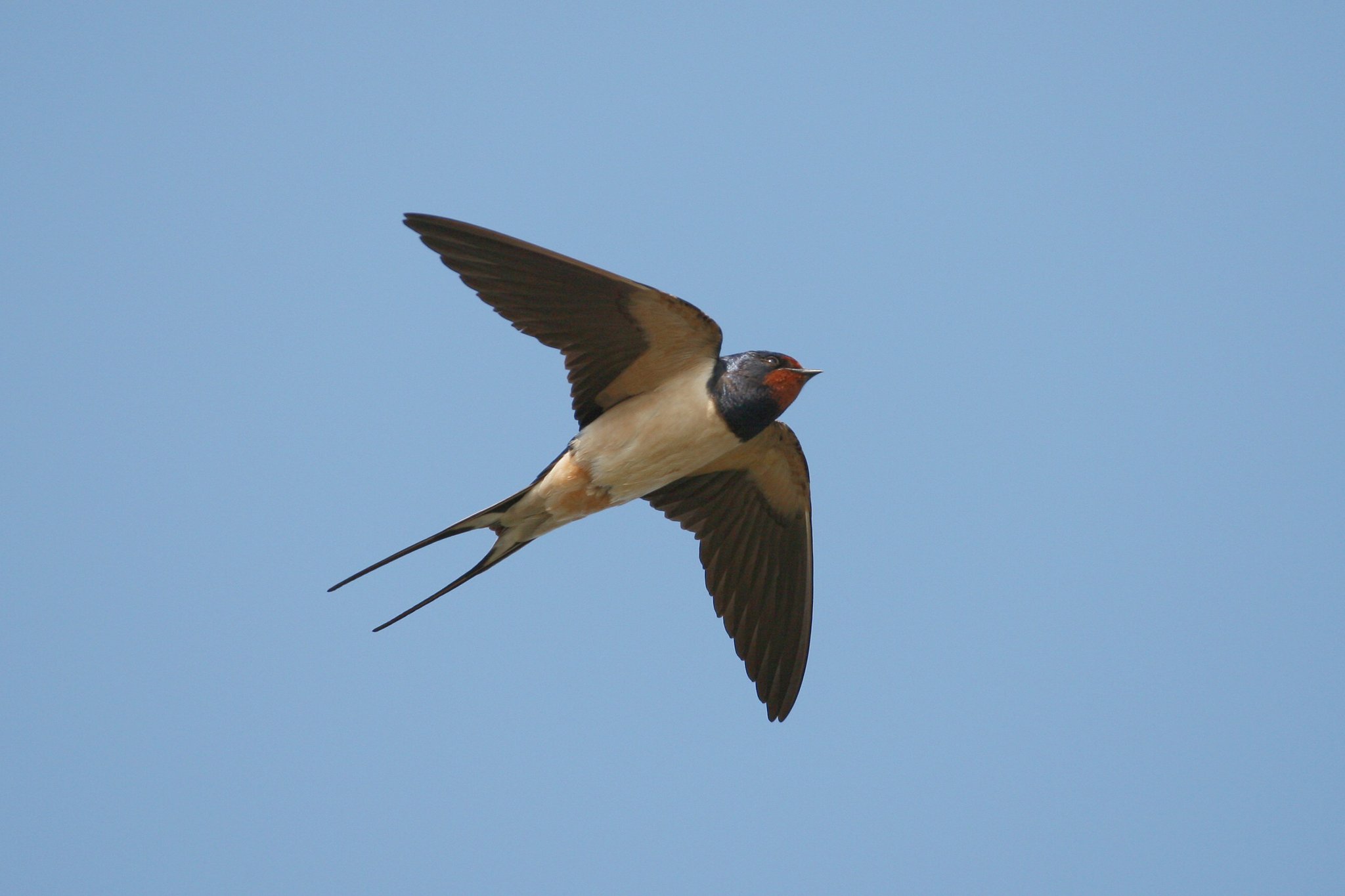 Im Flug sieht mach die typischen langen Schwanzspießen der Rauchschwalbe. Foto Zdenek Tunka LBV-Bildarchiv