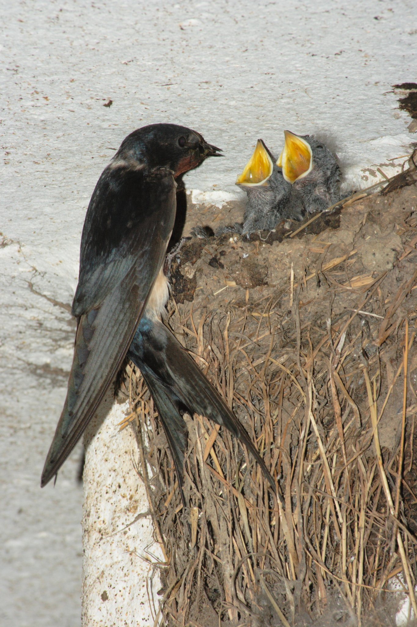 Die Nester der Rauchschwalben sind oben ganz offen. Foto Andreas Hartl LBV-Bildarchiv