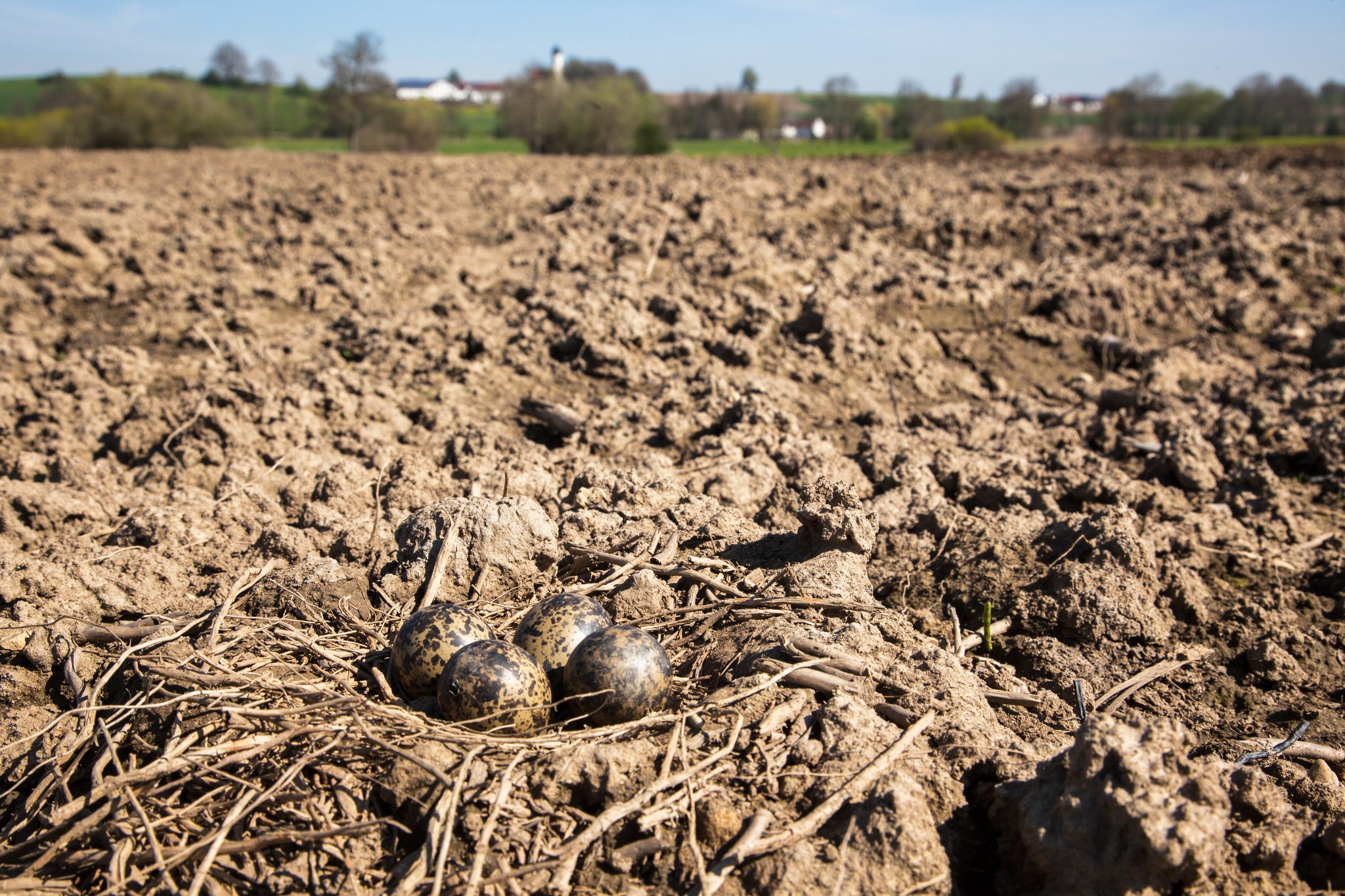 Ein Kiebitzgelege auf einem Feld. Foto Andreas Hartl LBV-Bildarchiv