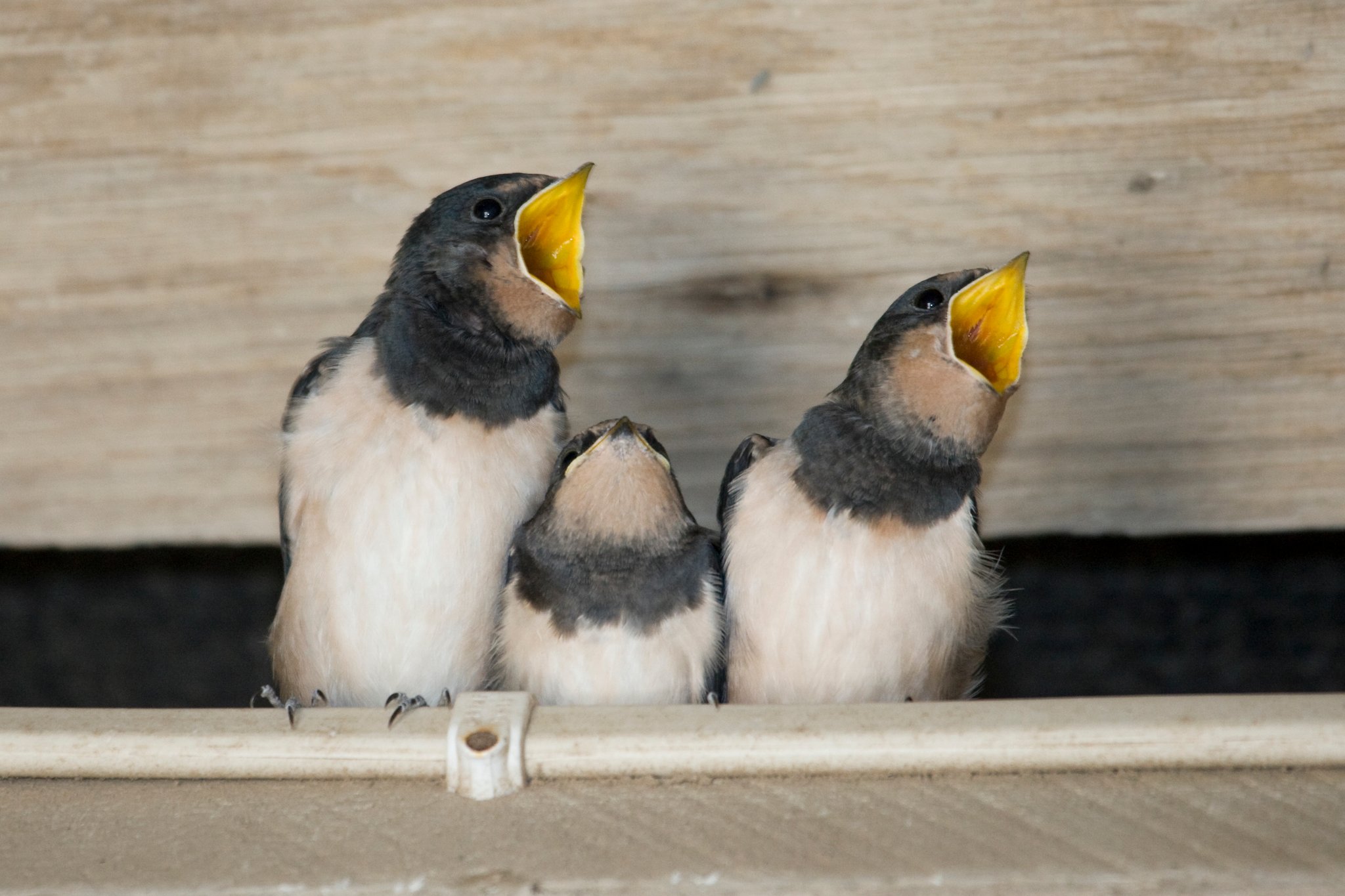 Viele Mücken müssen die Schwalbeneltern für den hungrigen Nachwuchs fangen. Hier Mehlschwalbenjunge. Foto Rosl Rössner LBV-Bildarchiv