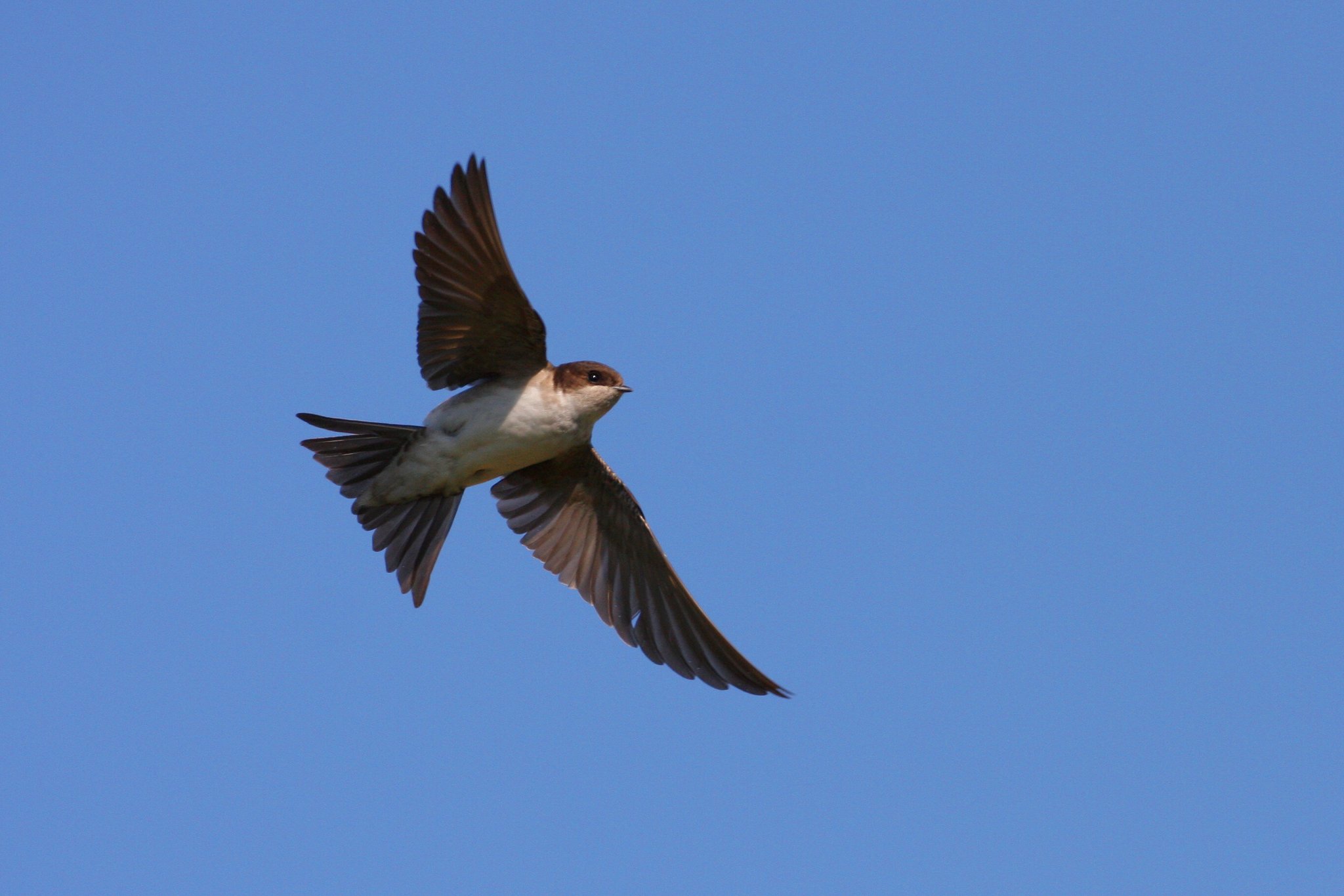 Im Flug ist der gerade Schwanz der Mehlschwalbe gut zu sehen und so kann sie von anderen Schwalben gut unterschieden werden. Foto Zdenek Tunka LBV-Bildarchiv