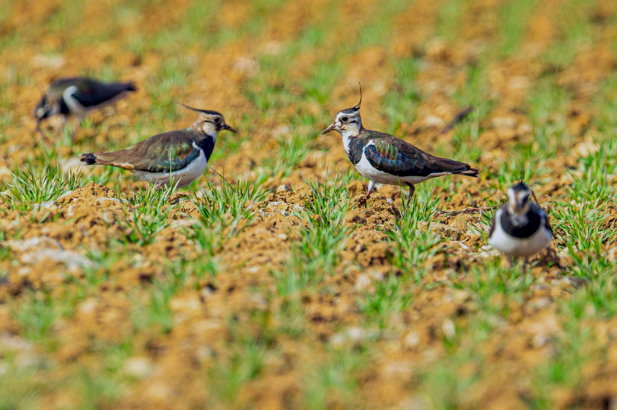 Kiebitze auf einem Feld. Der Vogel des Jahres 2024 ist Botschafter für die Wiesenbrüter. Foto Stefan Deinzer LBV-Bildarchiv