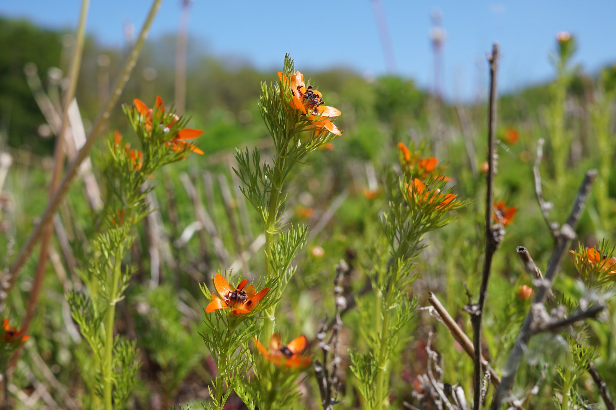 Das Sommer-Adonisröschen, eine stark gefährdete Art. (Foto Sonja Döflel)