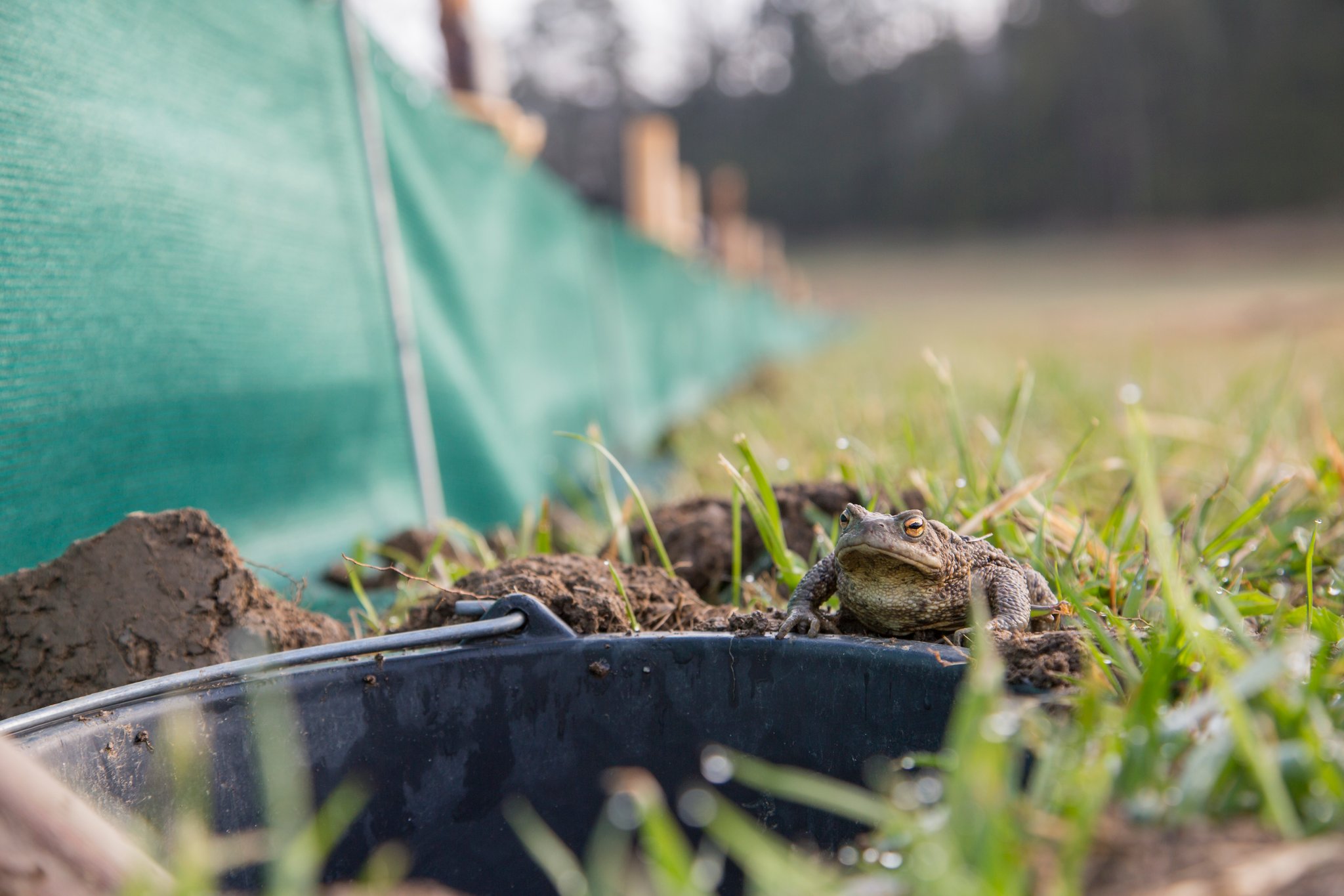 Ab in den Eimer und dann über die Straße. Foto Ralph Sturm LBV-Bildarchiv 
