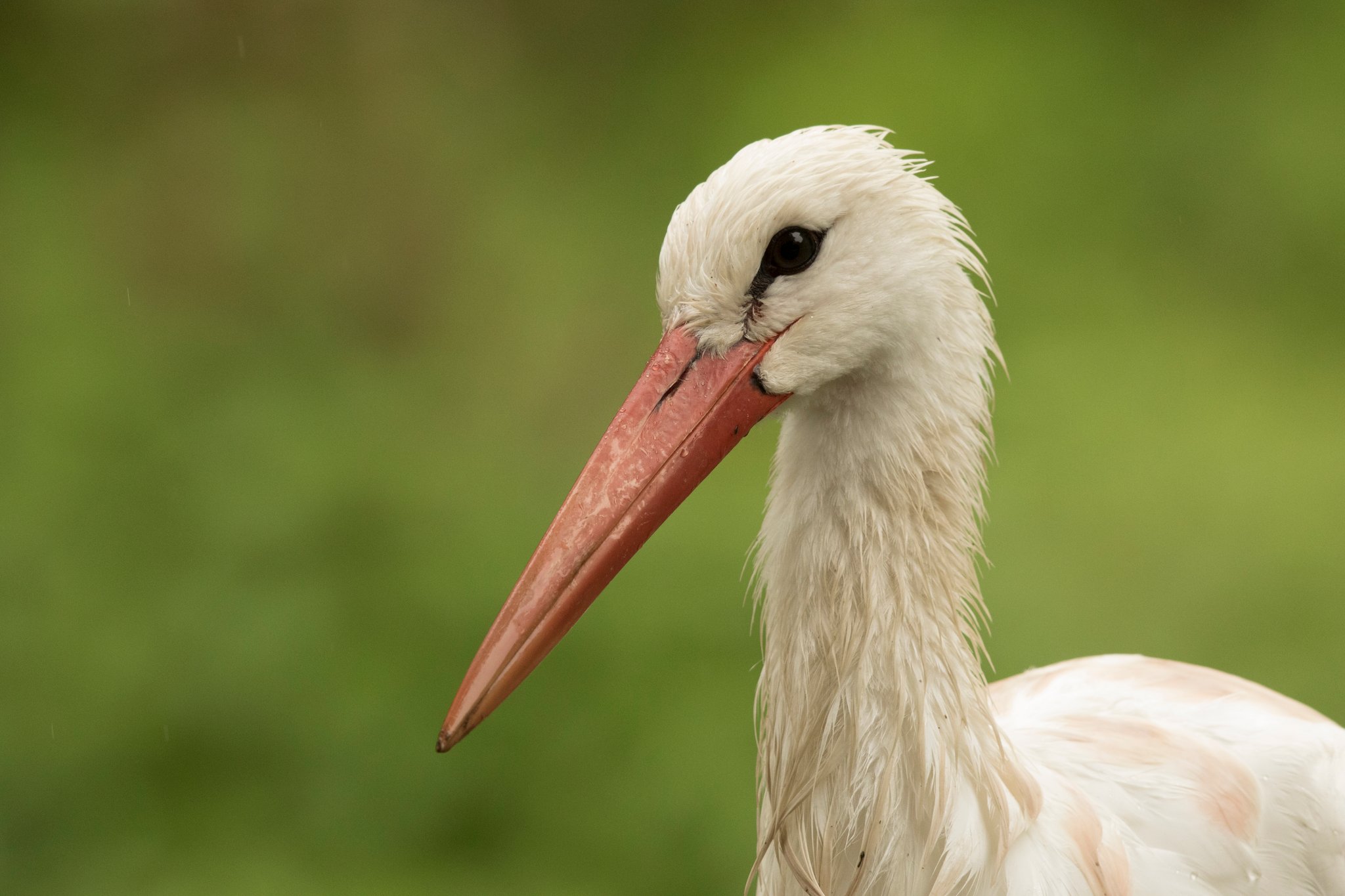 Der Bestand der Weißstörche hat sich in den letzten Jahren bei uns im Landkreis deutlich stabilisiert. Foto Rosl Rössner LBV-Bildarchiv