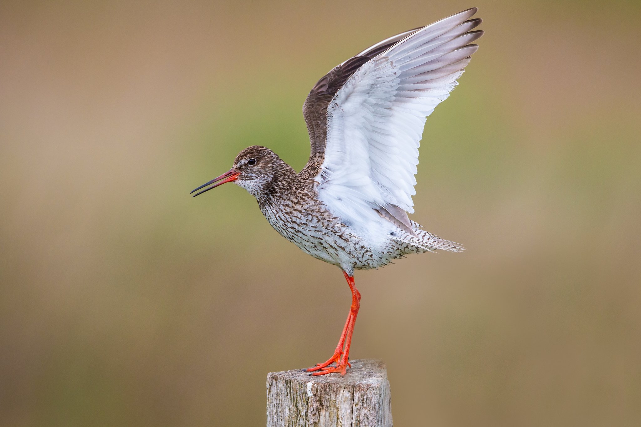 Ebenfalls vom Aussterben bedroht ist der Rotschenkel. Foto Frank Derer LBV-Bildarchiv