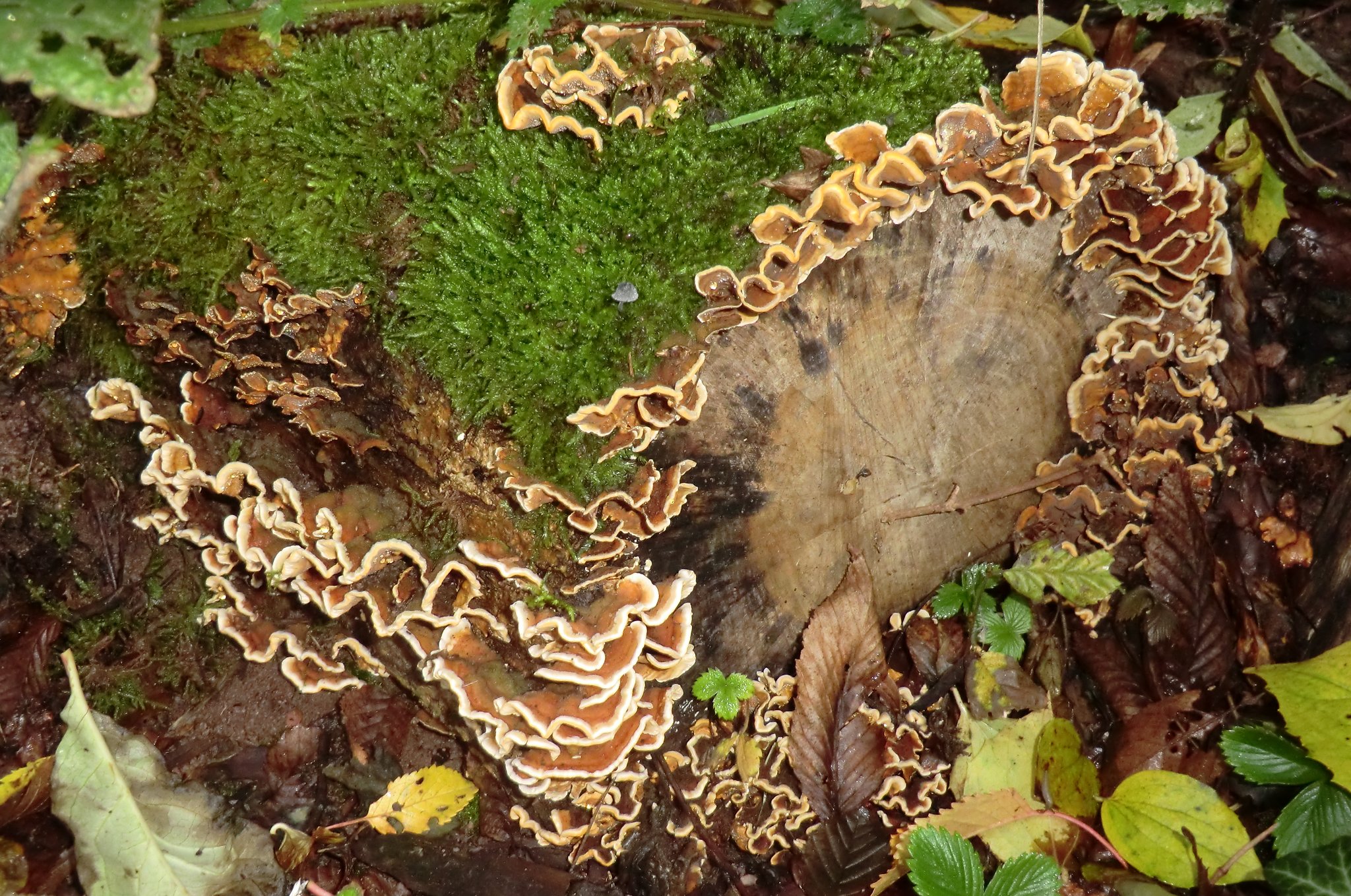 Ein solcher Stamm darf in keinem Garten fehlen (Bild: Heidi Seiß)