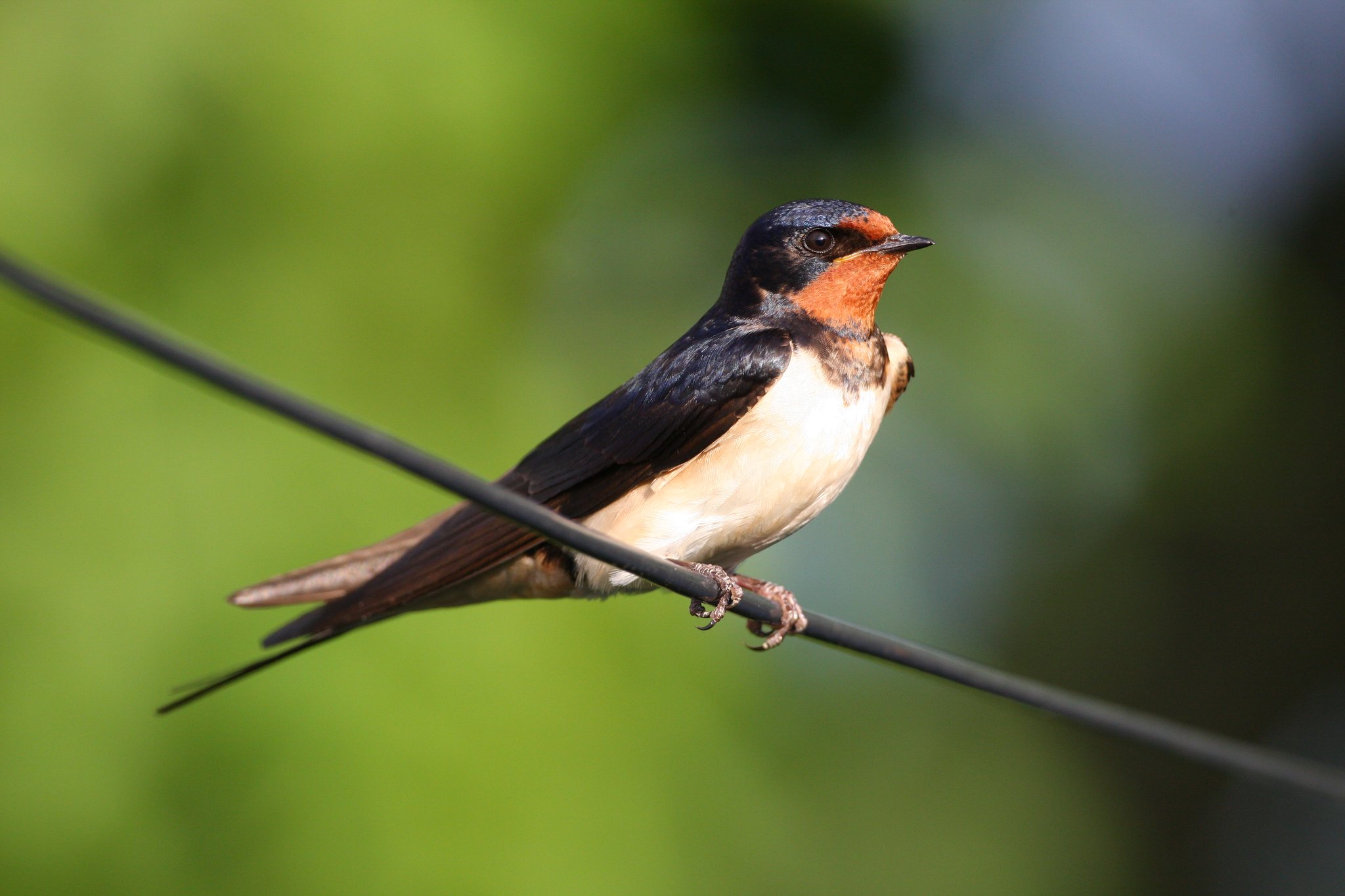 Der roten Hals und Kopfansatz ist charakteristisch für die Rauchschwalben. Foto Zdenek Tunka LBV-Bildarchiv