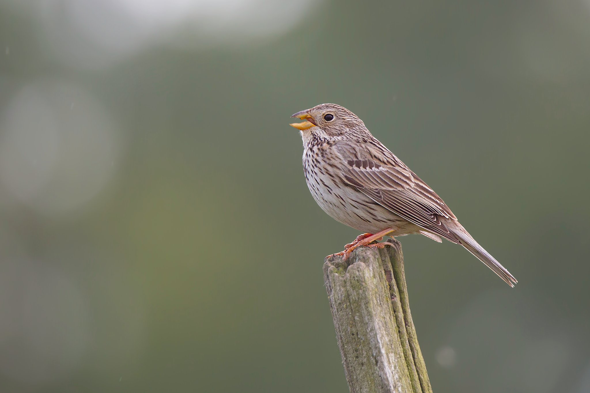 Die Grauammer gibt es nur noch selten und ist vom Aussterben bedroht. Foto Gunther Zieger LBV-Bildarchiv