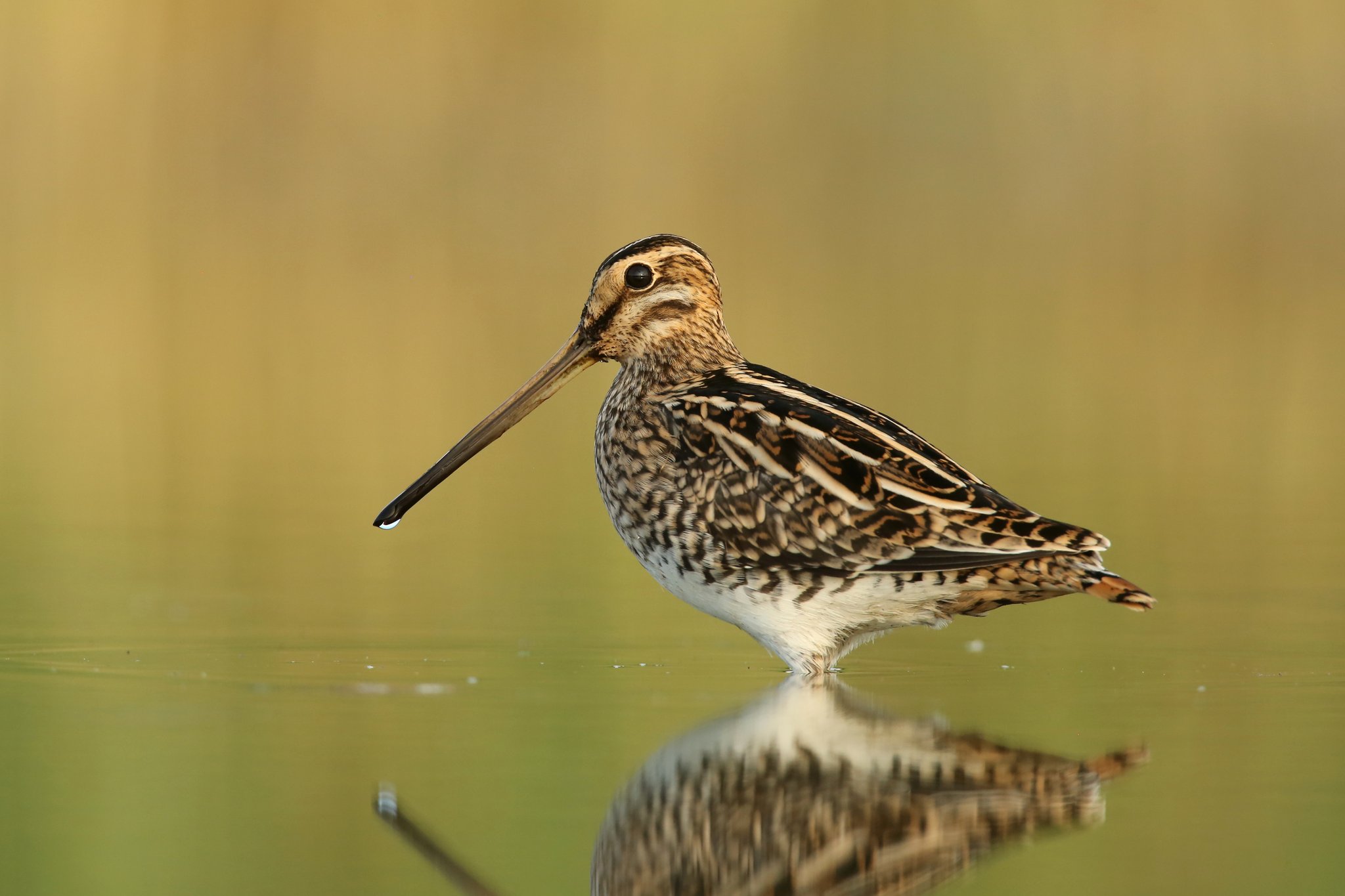 Hier ist sie in ganzer Pracht zu sehen, sonst ist die Bekassine vom Aussterben bedroht. Foto Zdenek Tunka LBV-Bildarchiv