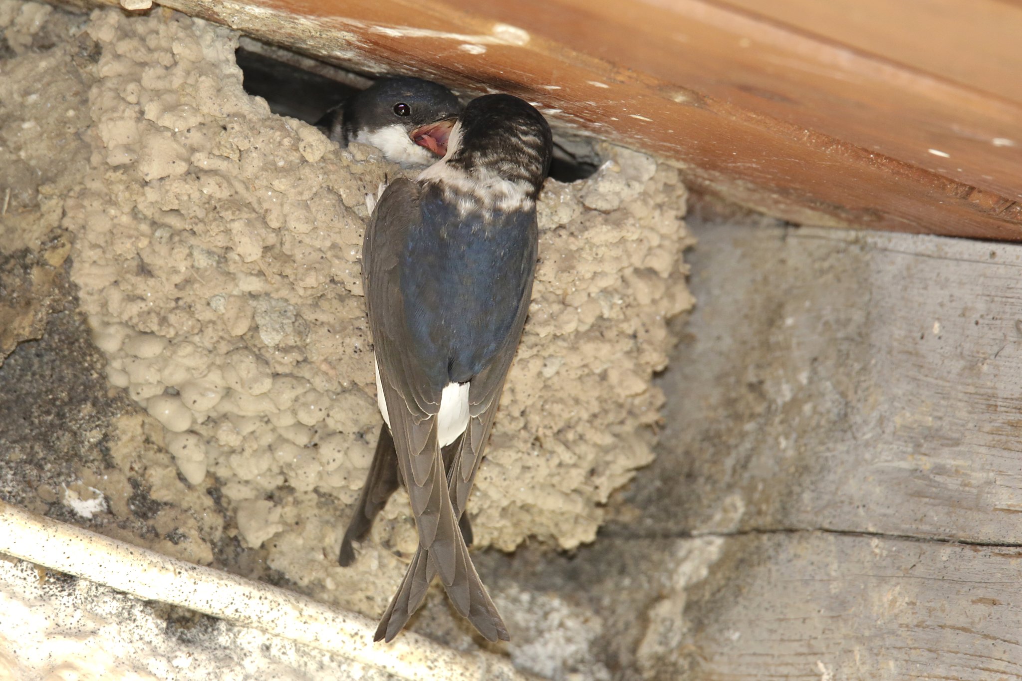 Die Nester der Mehlschwalbe zeigen oben eine einzelne, kleine Öffnung, sonst ist das Nest verschlossen. Foto Ralph Sturm LBV-Bildarchiv