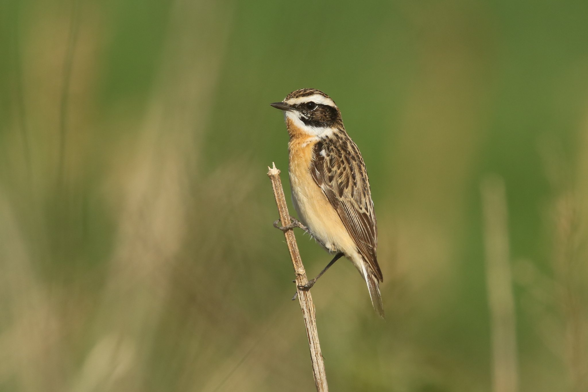 Vom Aussterben bedroht ist auch das Braunkehlchen. Foto Zdenek Tunka LV-Bildarchiv