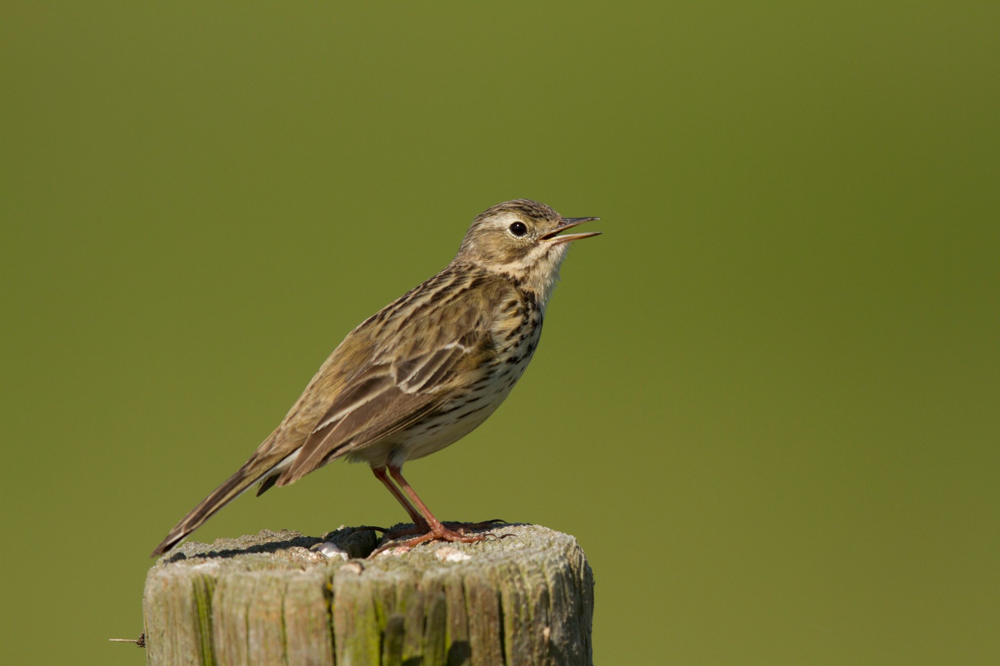Einen Wiesenpieper zu sehen ist Glück, auch er ist vom Aussterben bedroht. Foto Rosl Roessner LBV-Bildarchiv