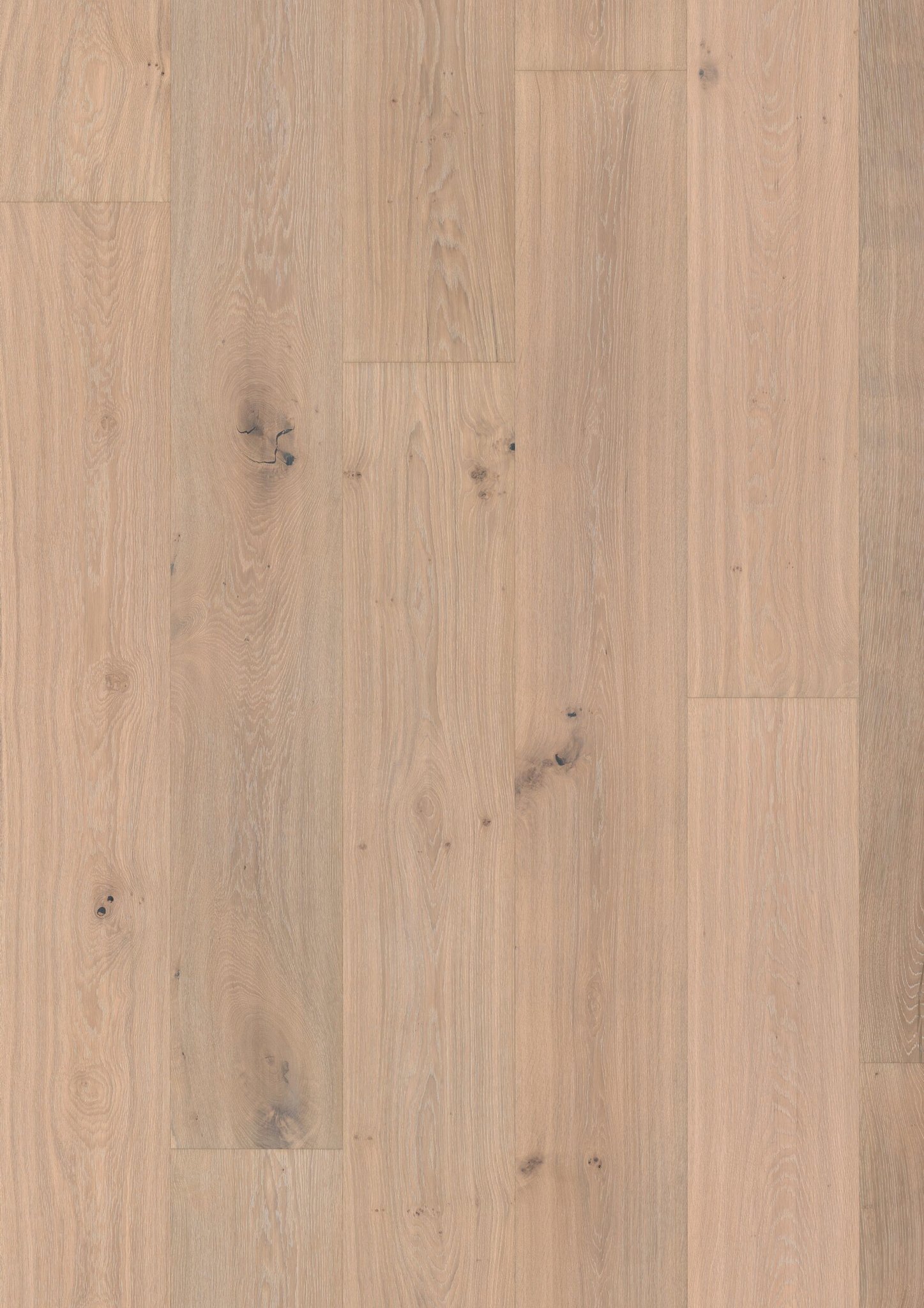 Oak No. 18 - Balmoral