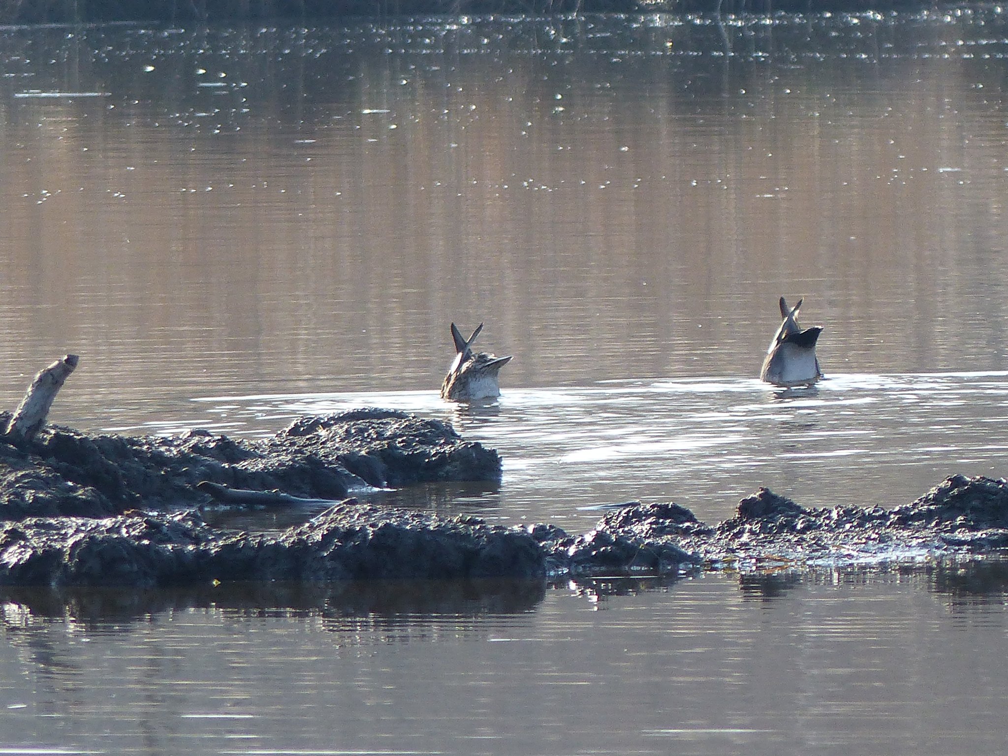 "Köpfchen unter Wasser, Schwänzchen in die Höh'"