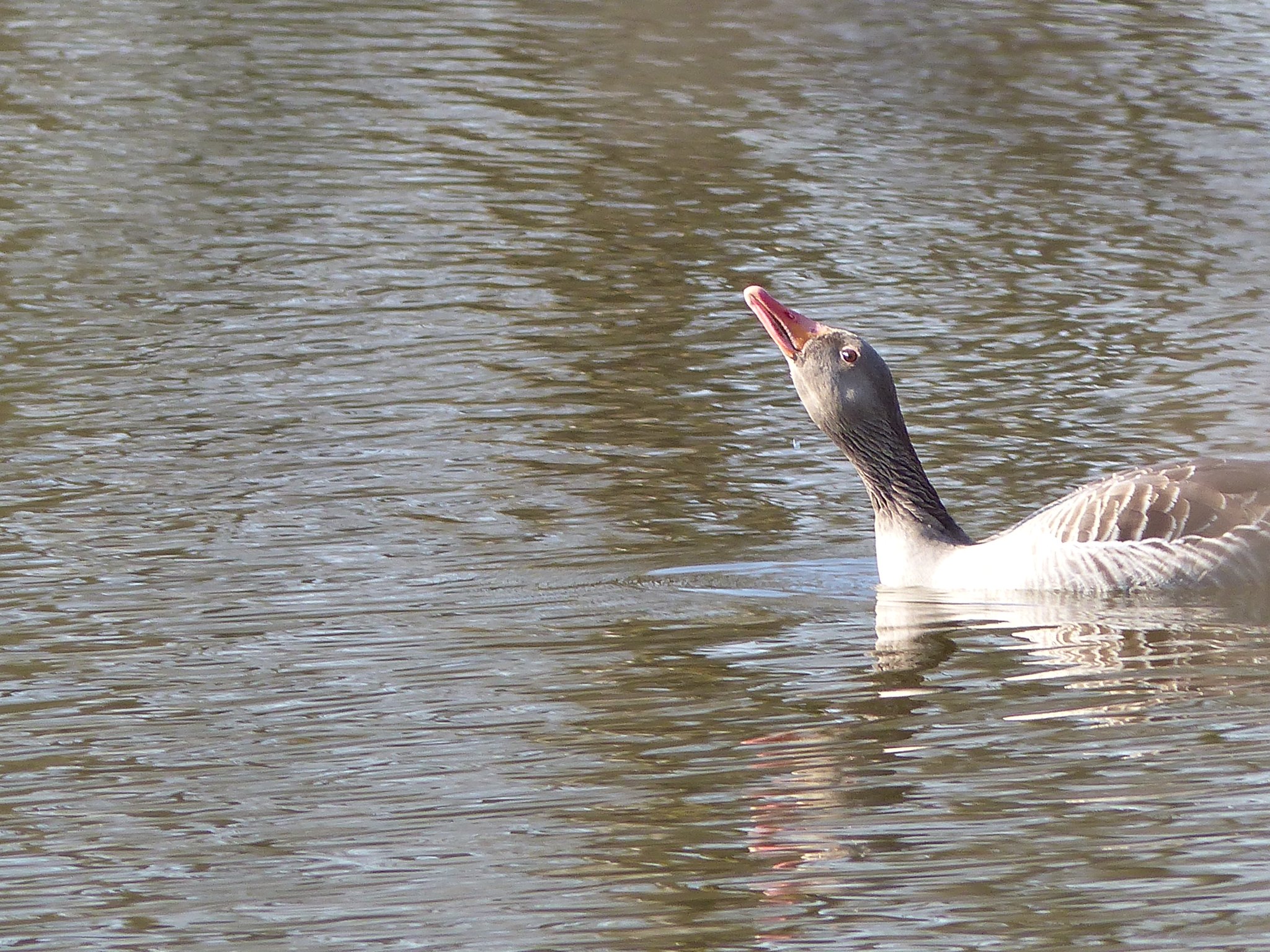 Graugans Anser anser