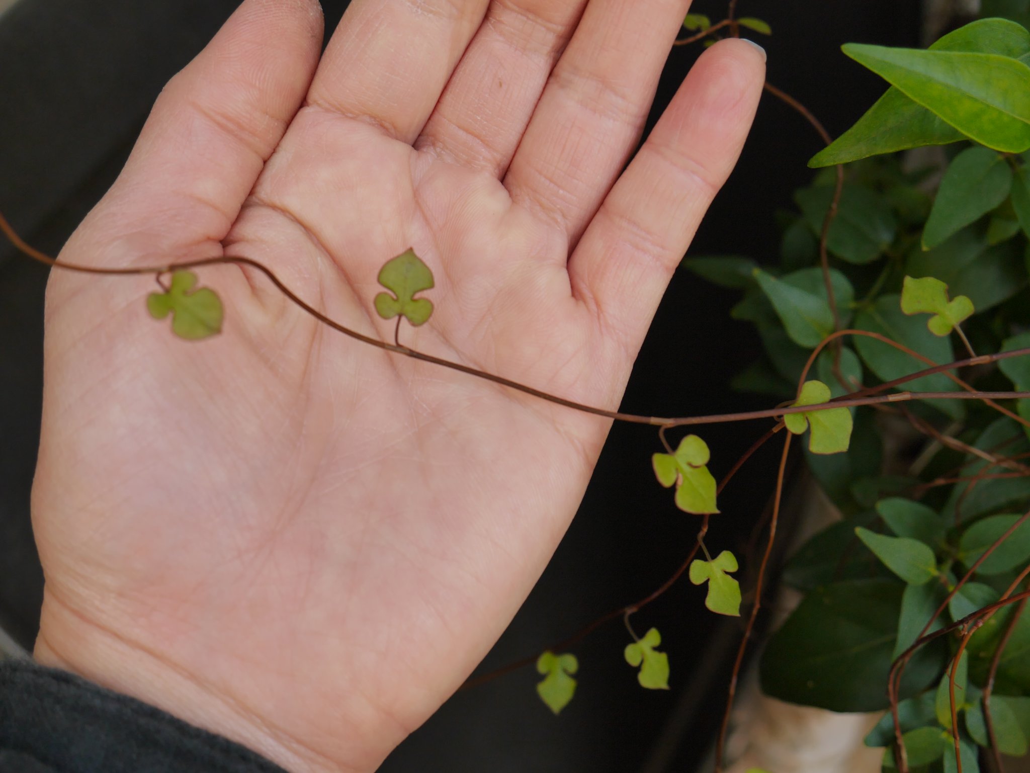 ワイヤープランツ　ワイヤースペード♤