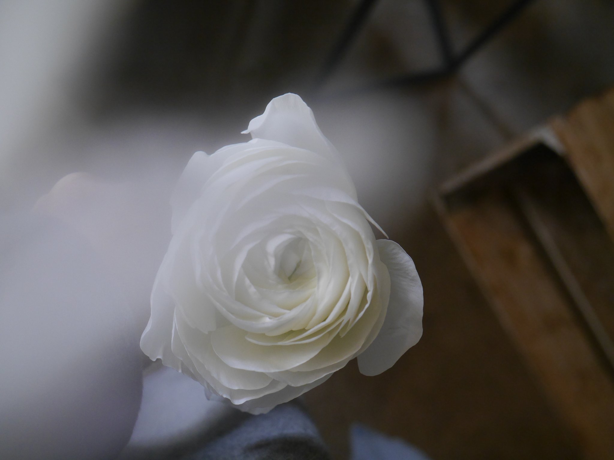 ラナンキュラス