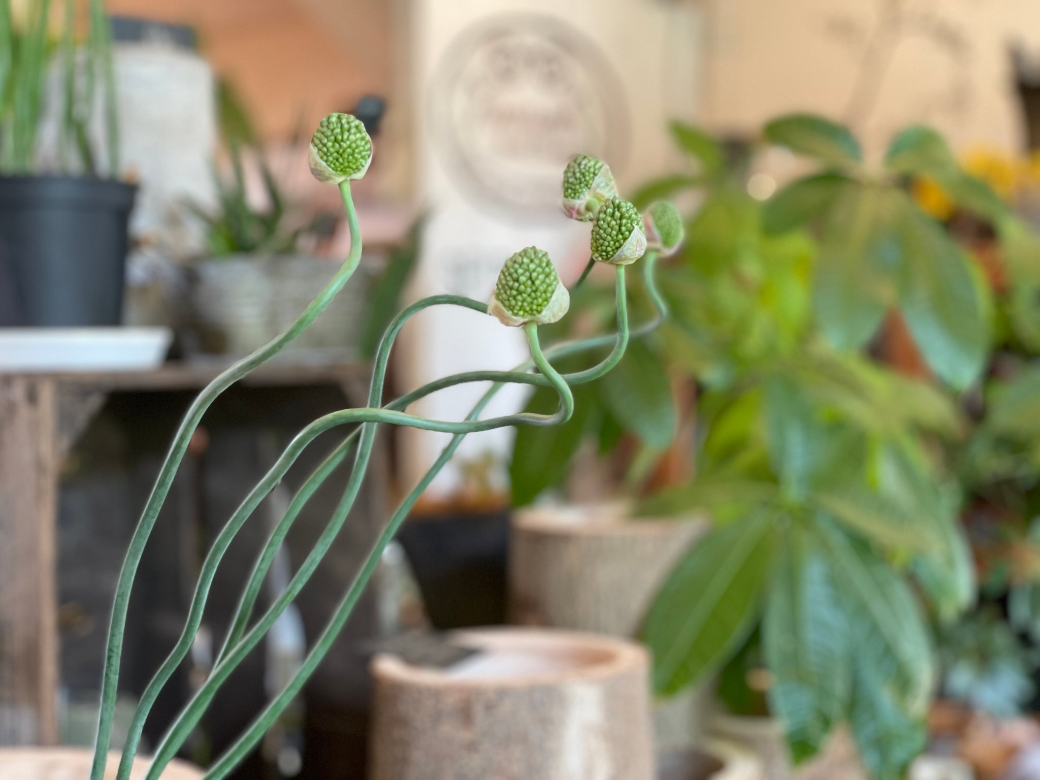 曲がりくねった　アリウム