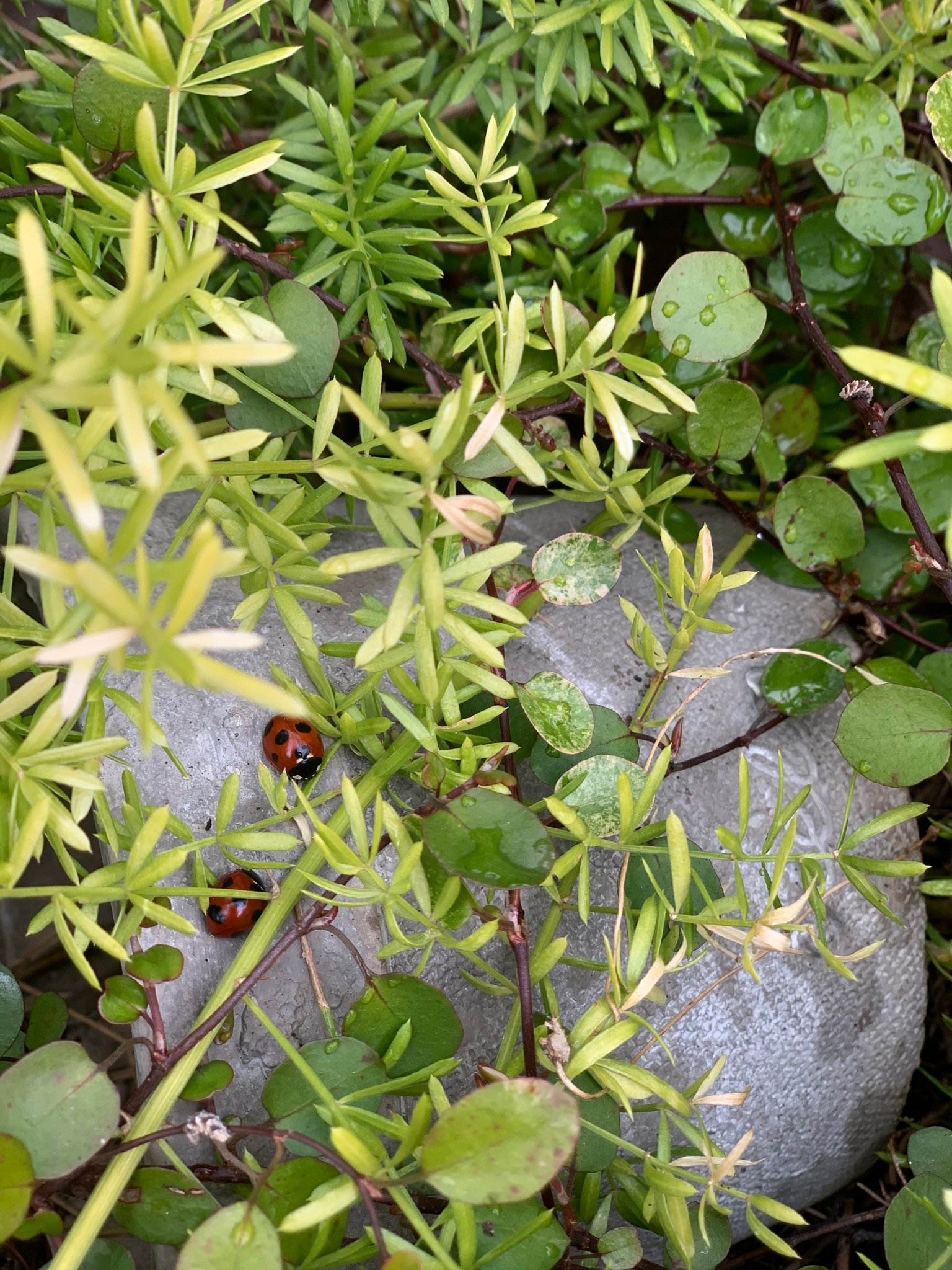 てんとう虫🐞🐞