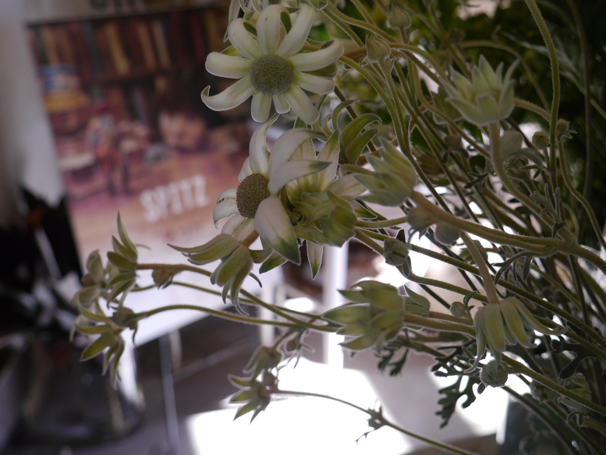 フランネルフラワー