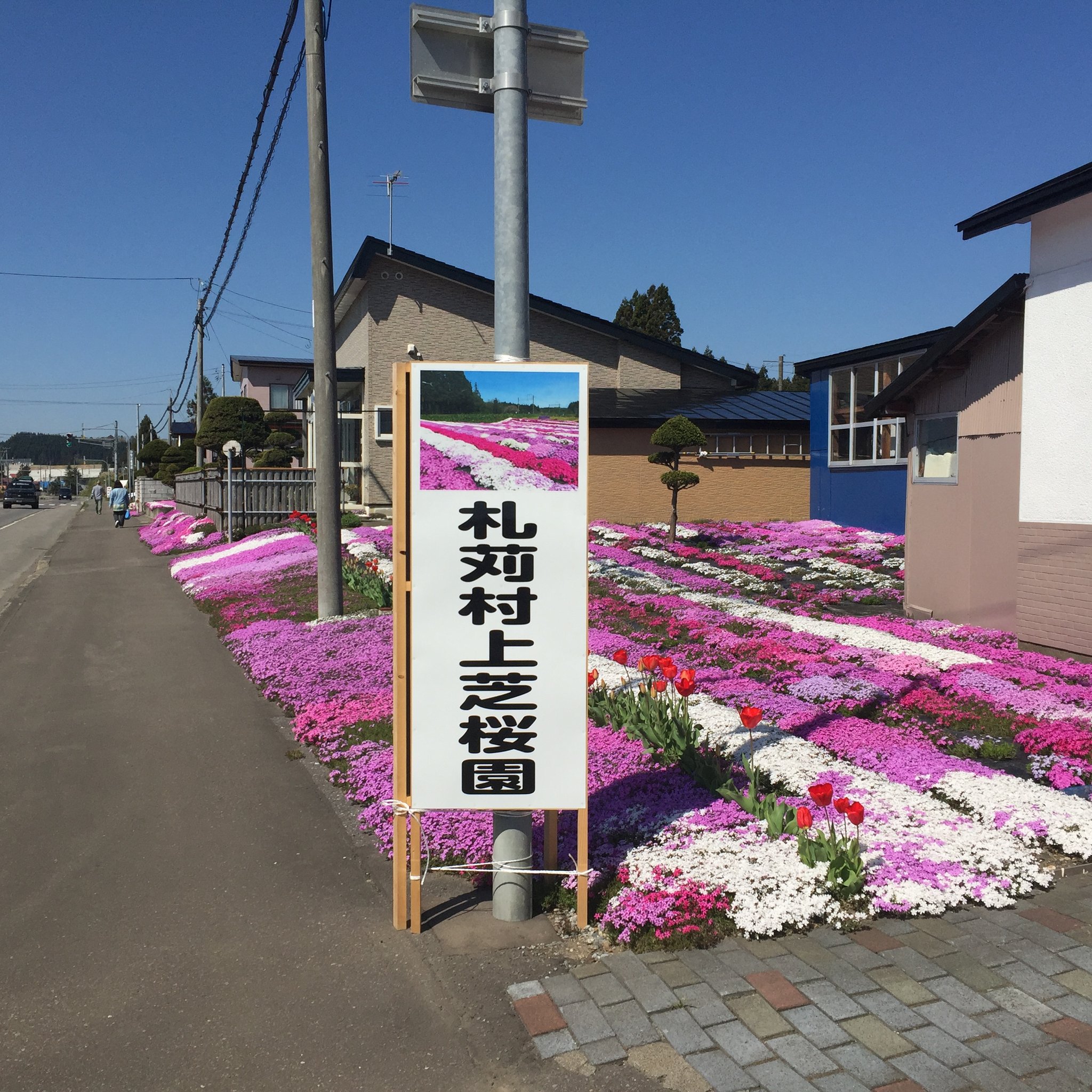 札苅村上芝桜園（個人宅）