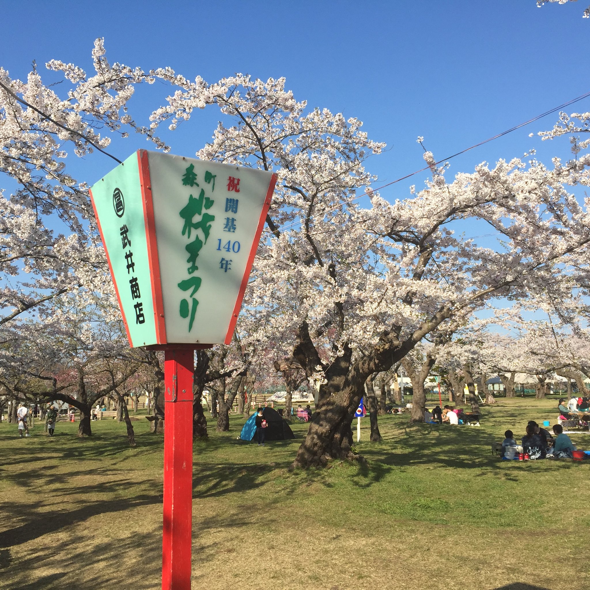 森町　青葉ヶ丘公園（さくら祭り）