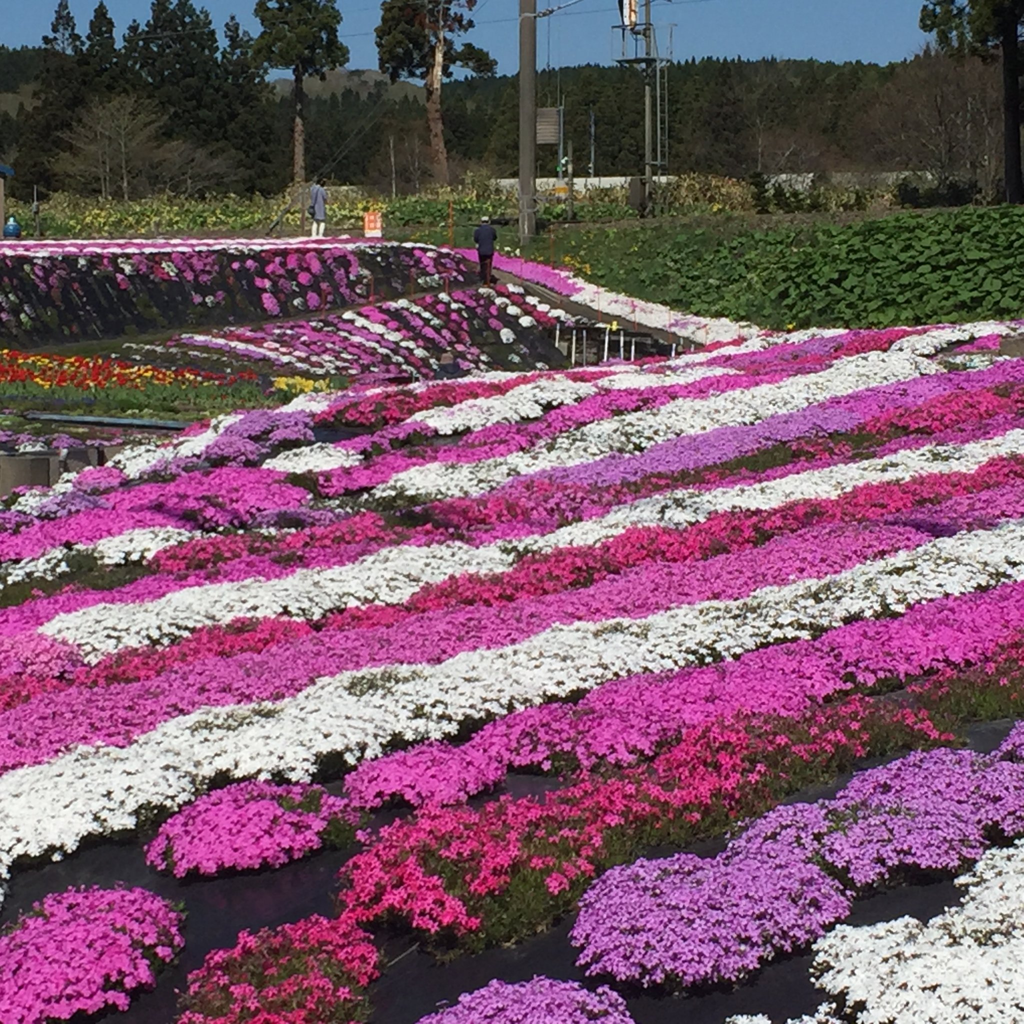 札苅村上芝桜園（個人宅）