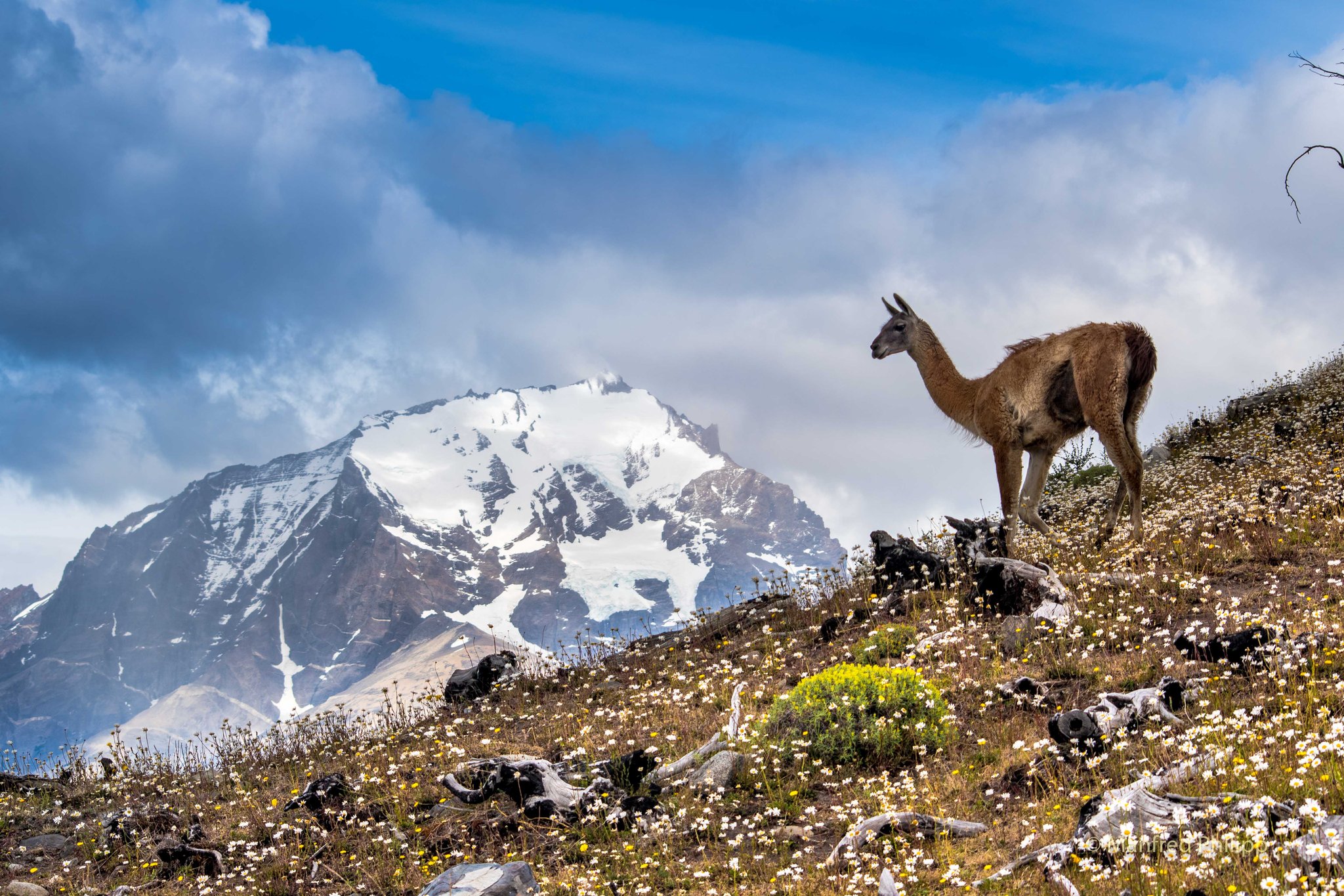 Lama im Torres del Paine Nationalpark, Chile