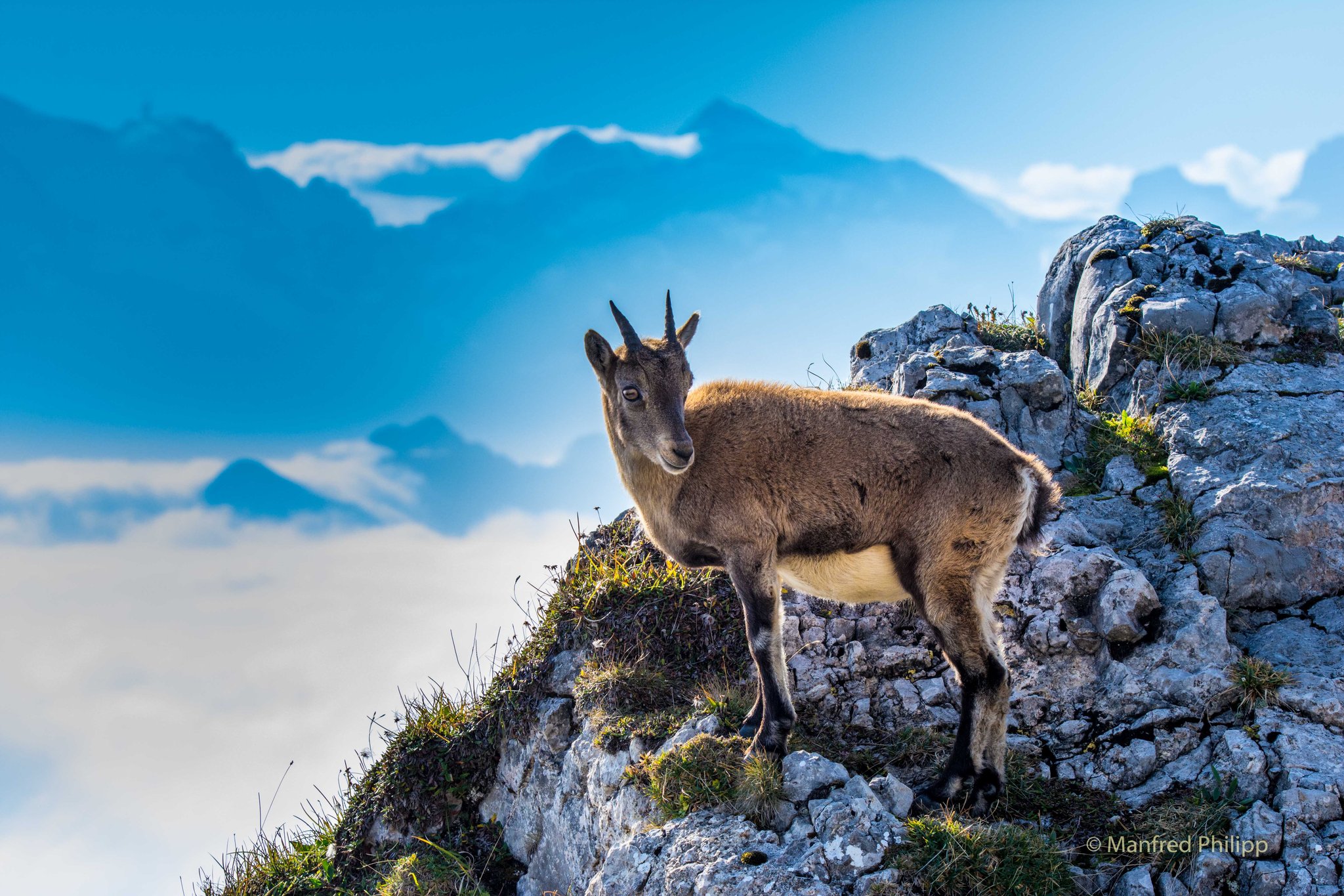 Junger Steinbock auf dem Pilatus, Schweiz