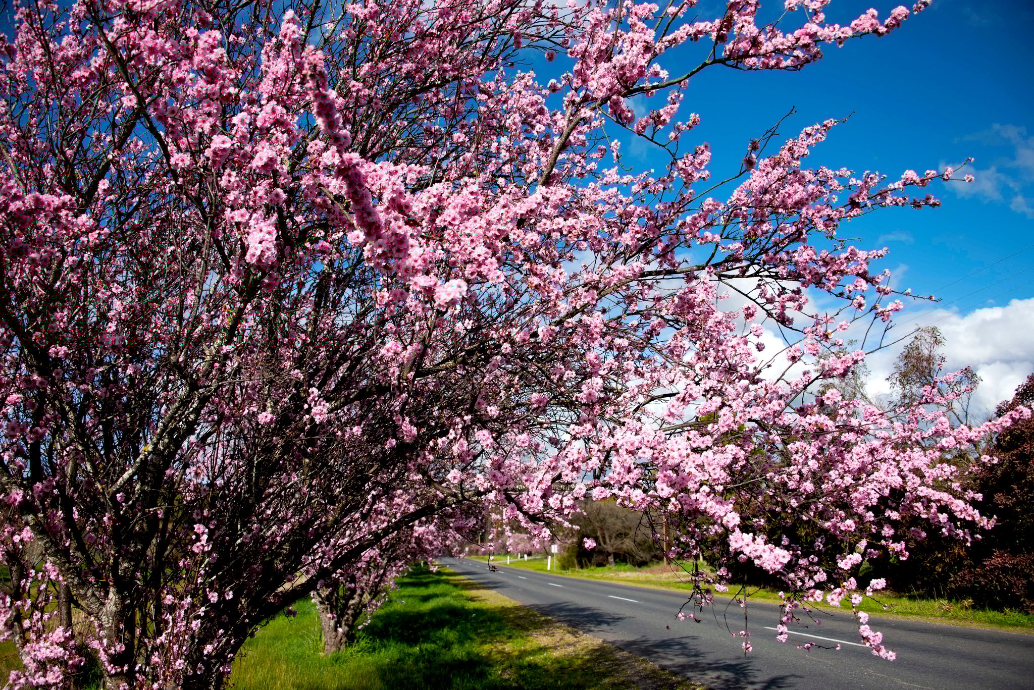 Adelaide Hills Cherry Blossom