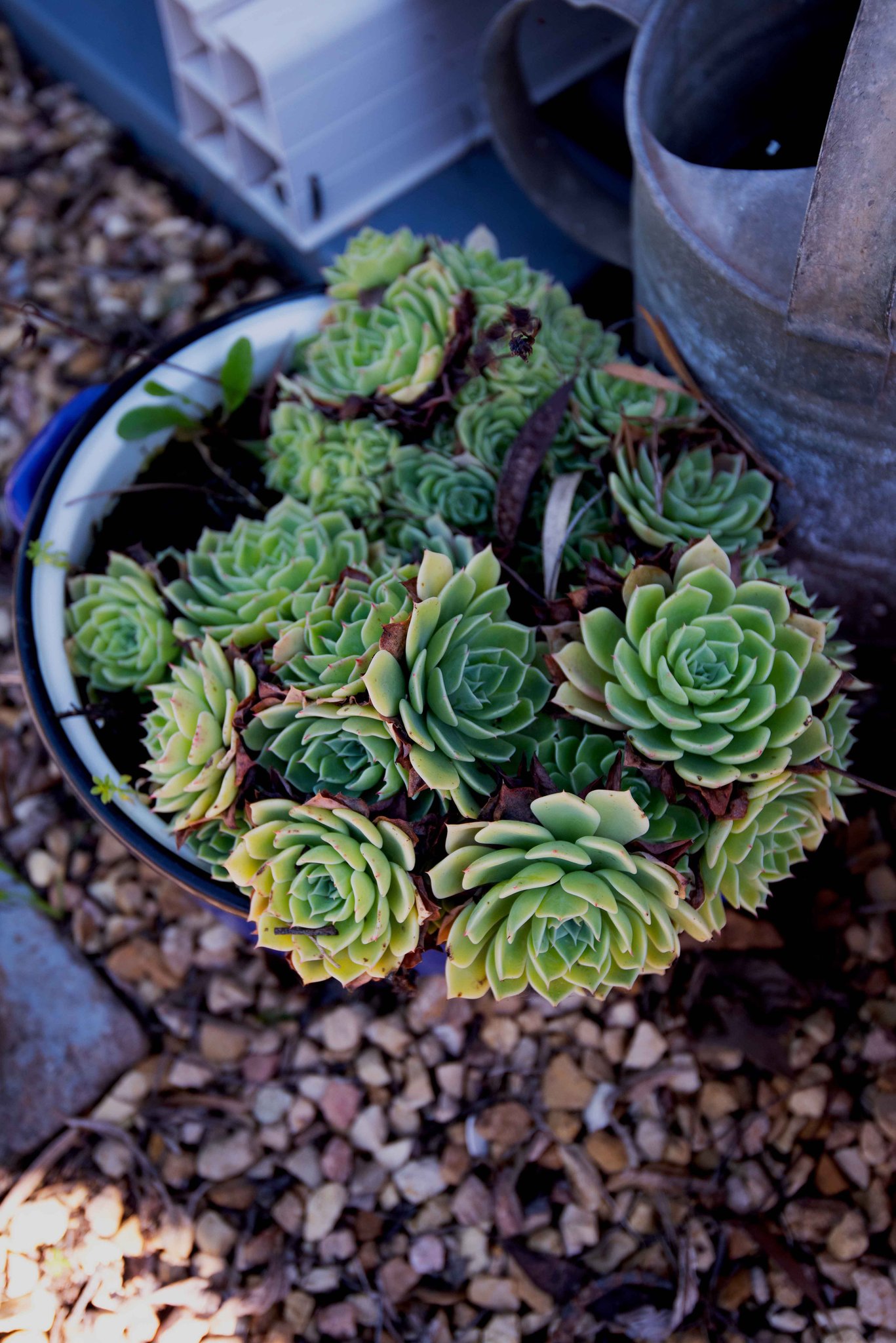 Succulents